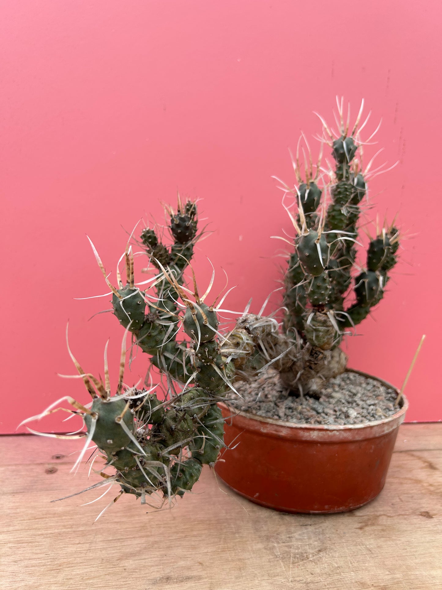 Tephrocactus articulatus 'paper spine cactus' (895)