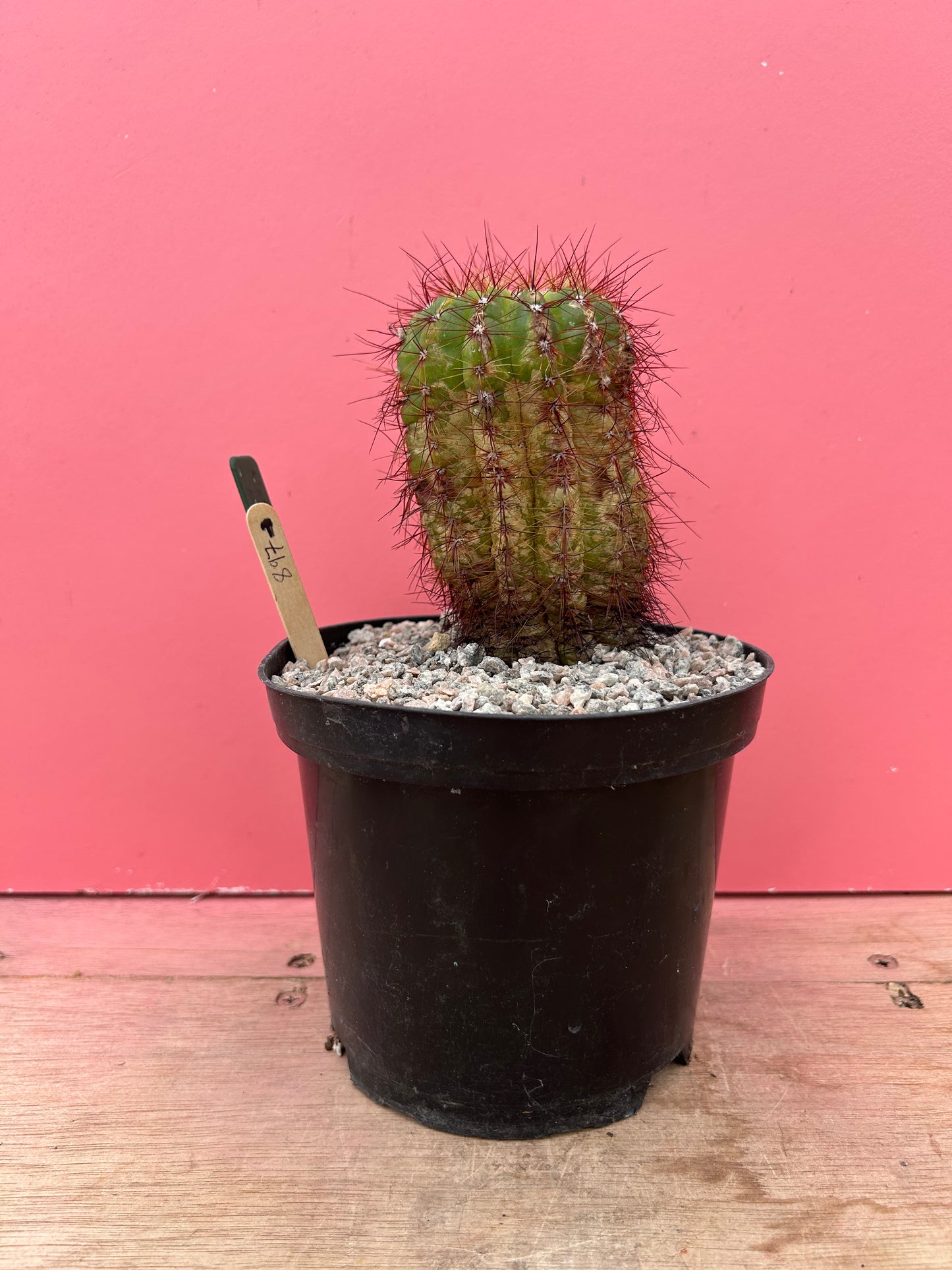 Notocactus ottonis (897)