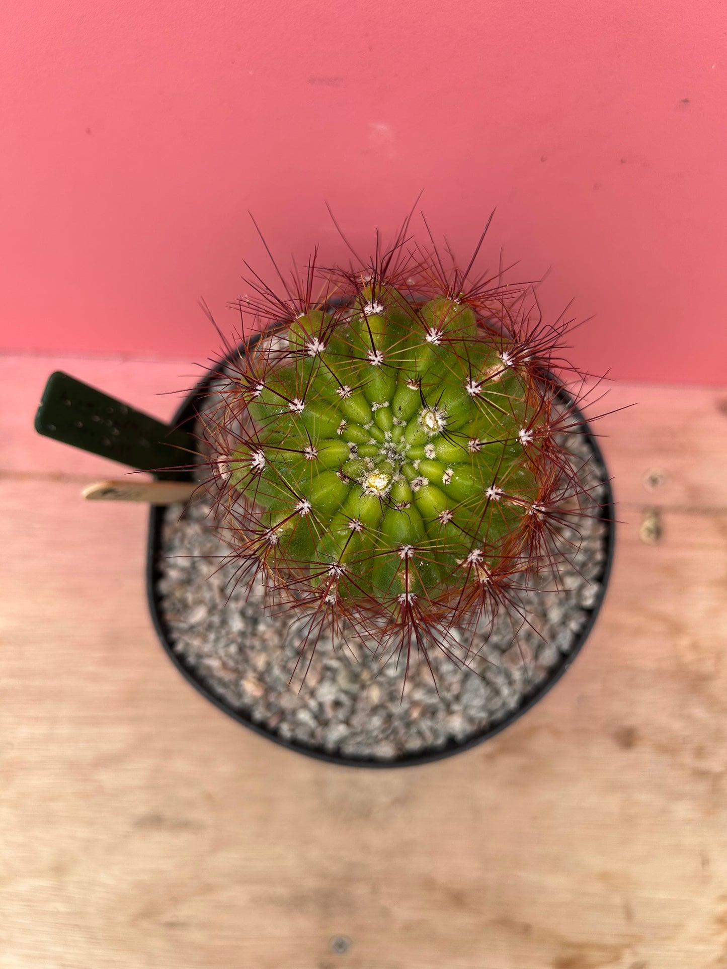 Notocactus ottonis (897)