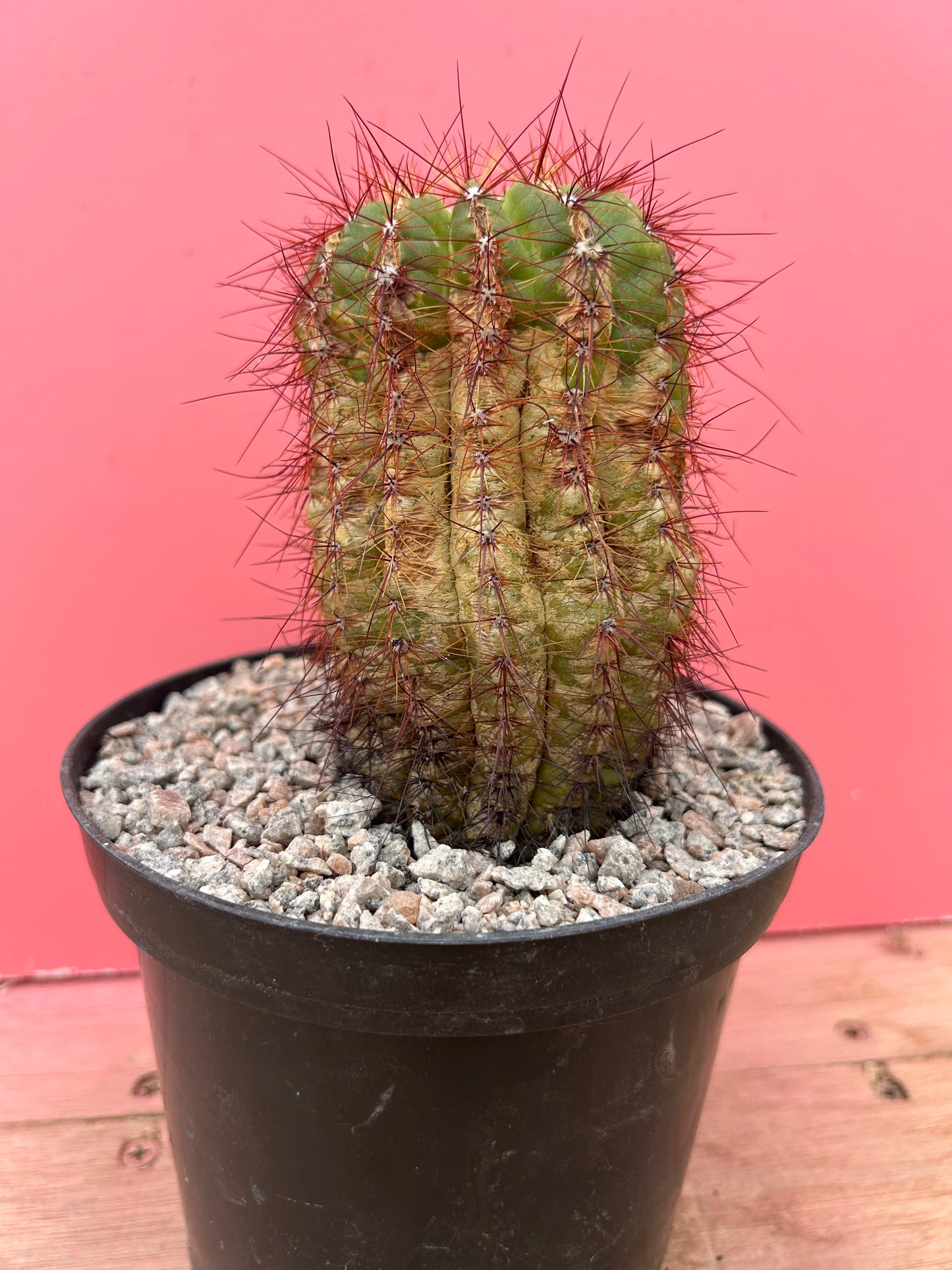 Notocactus ottonis (897)