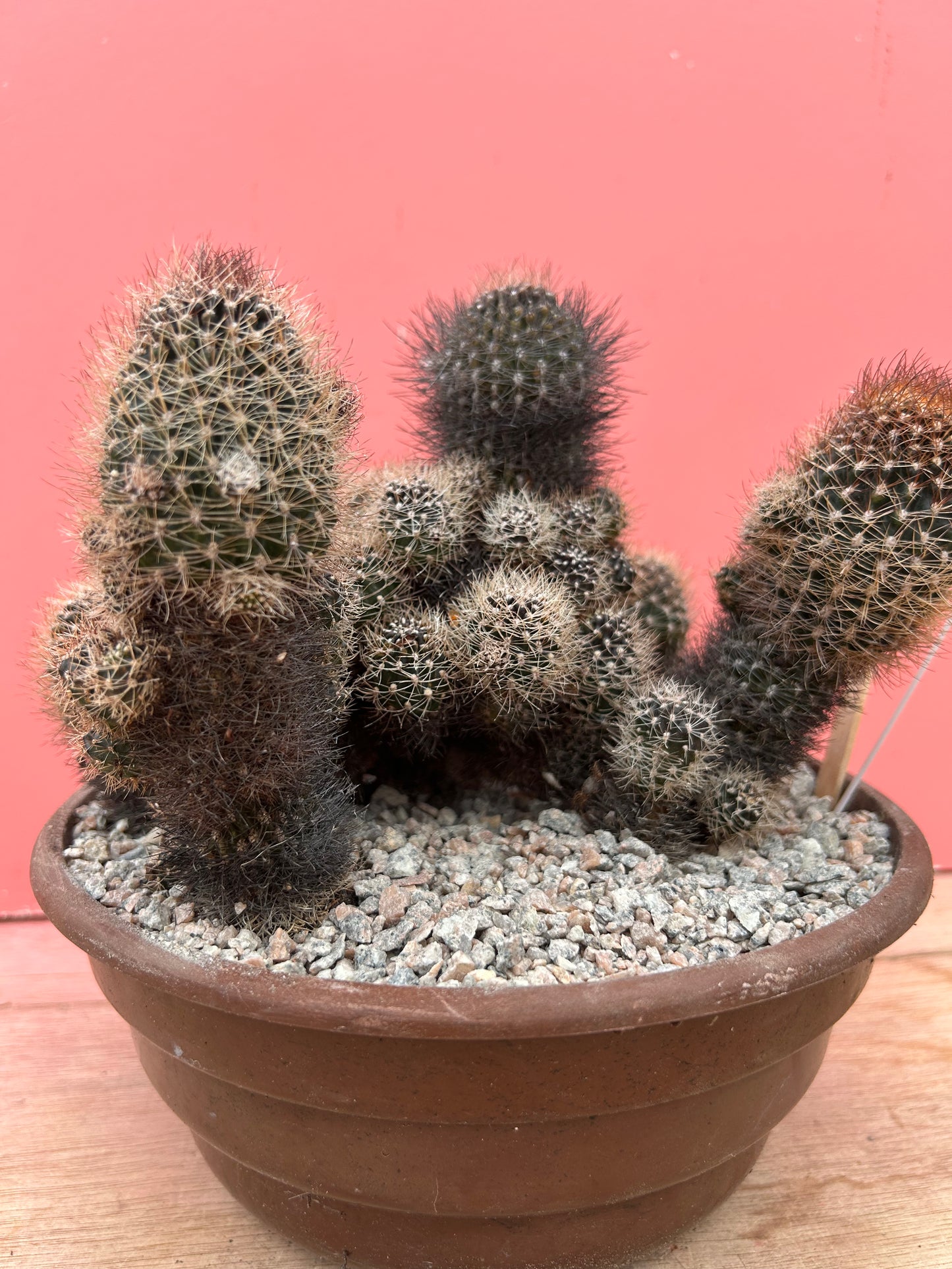 Lobivia schieliana (898)