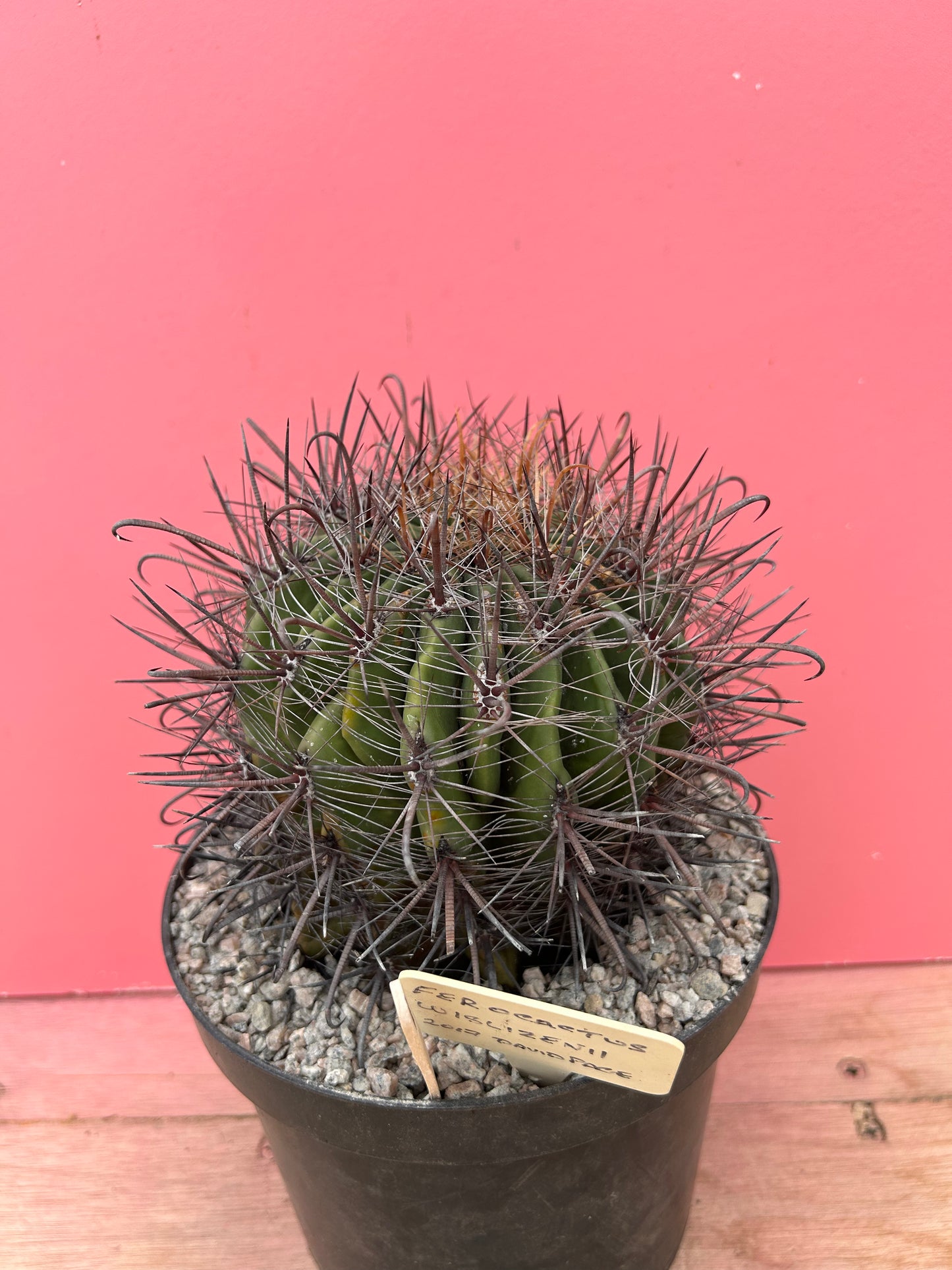 Ferocactus wislizenii (900)