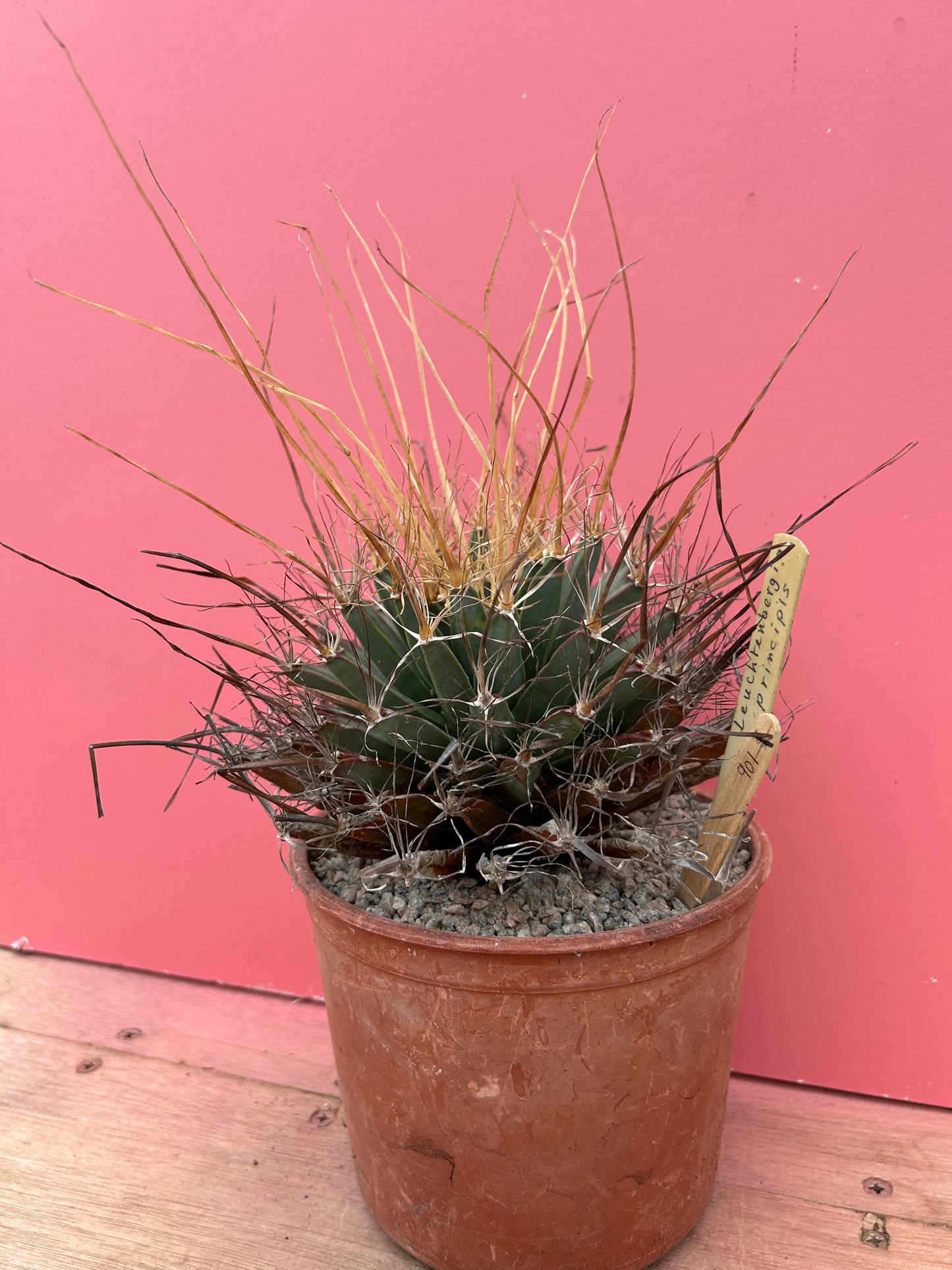 Leuchtenbergia principis (901)