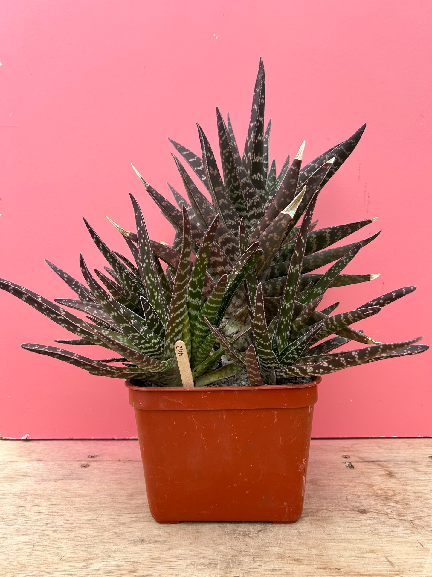 Gasteria brachyphylla XL (902)