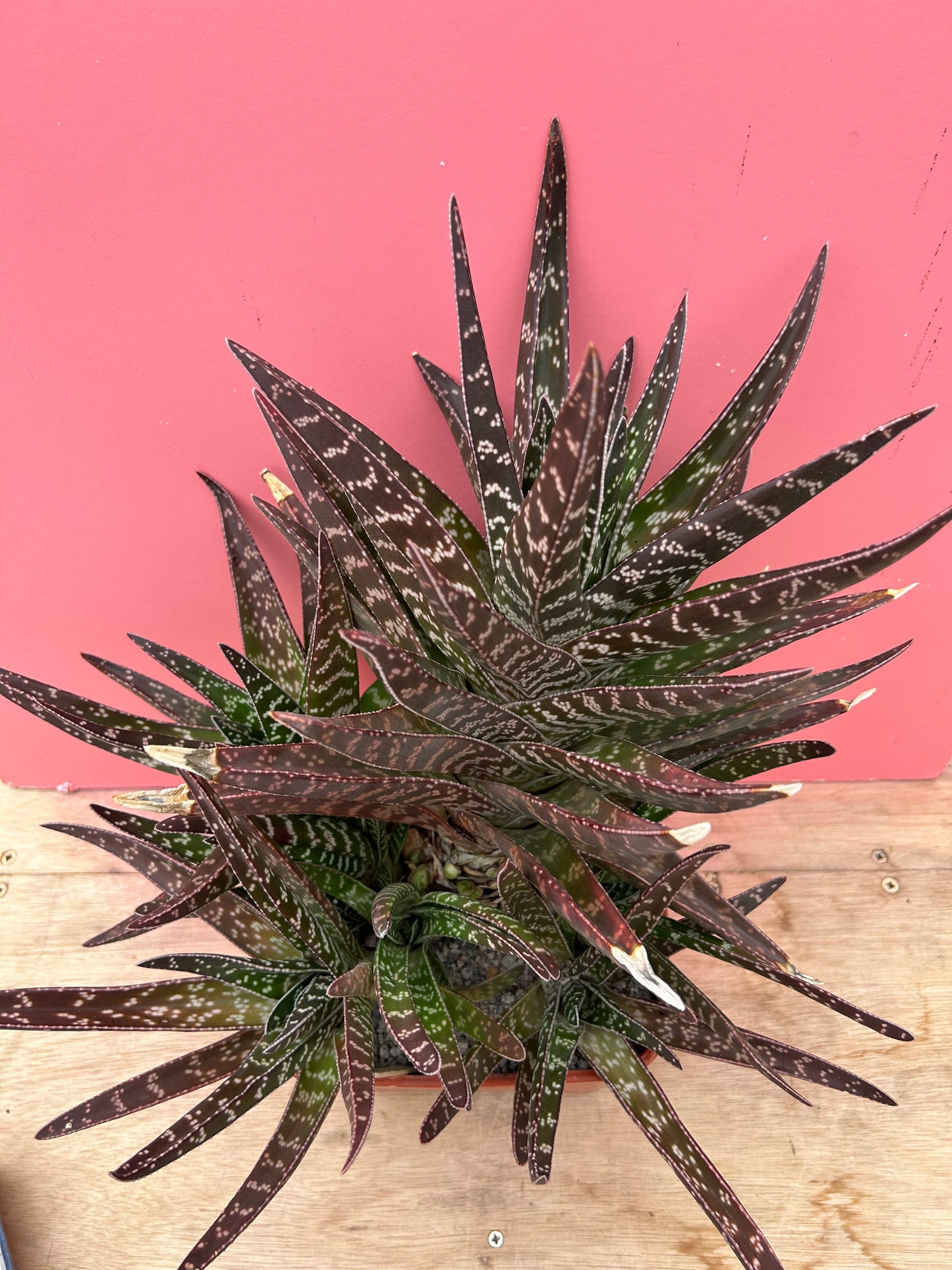 Gasteria brachyphylla XL (902)