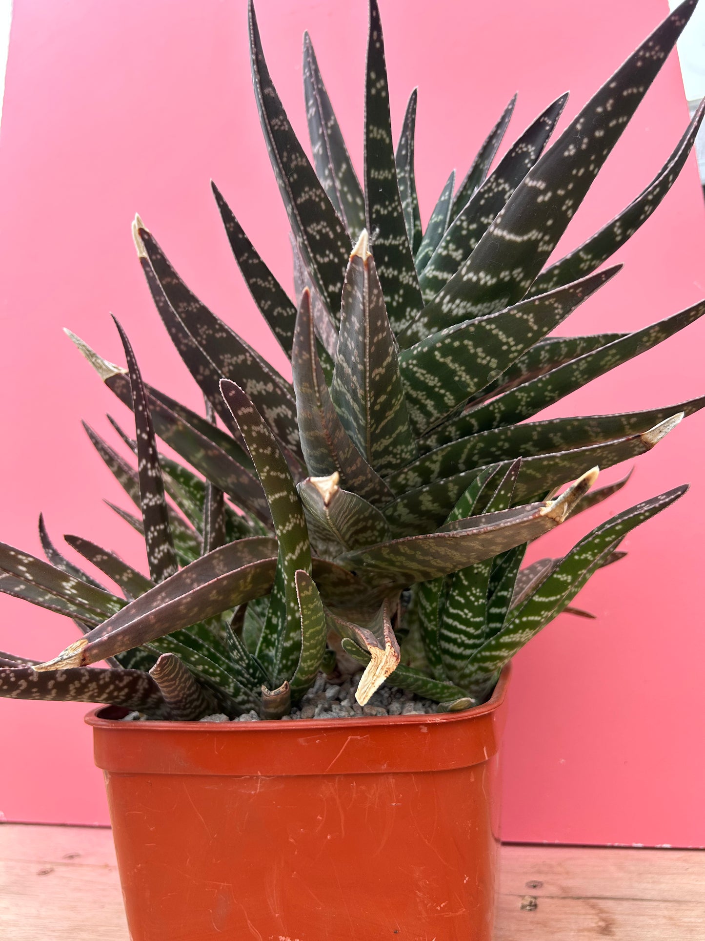 Gasteria brachyphylla XL (902)