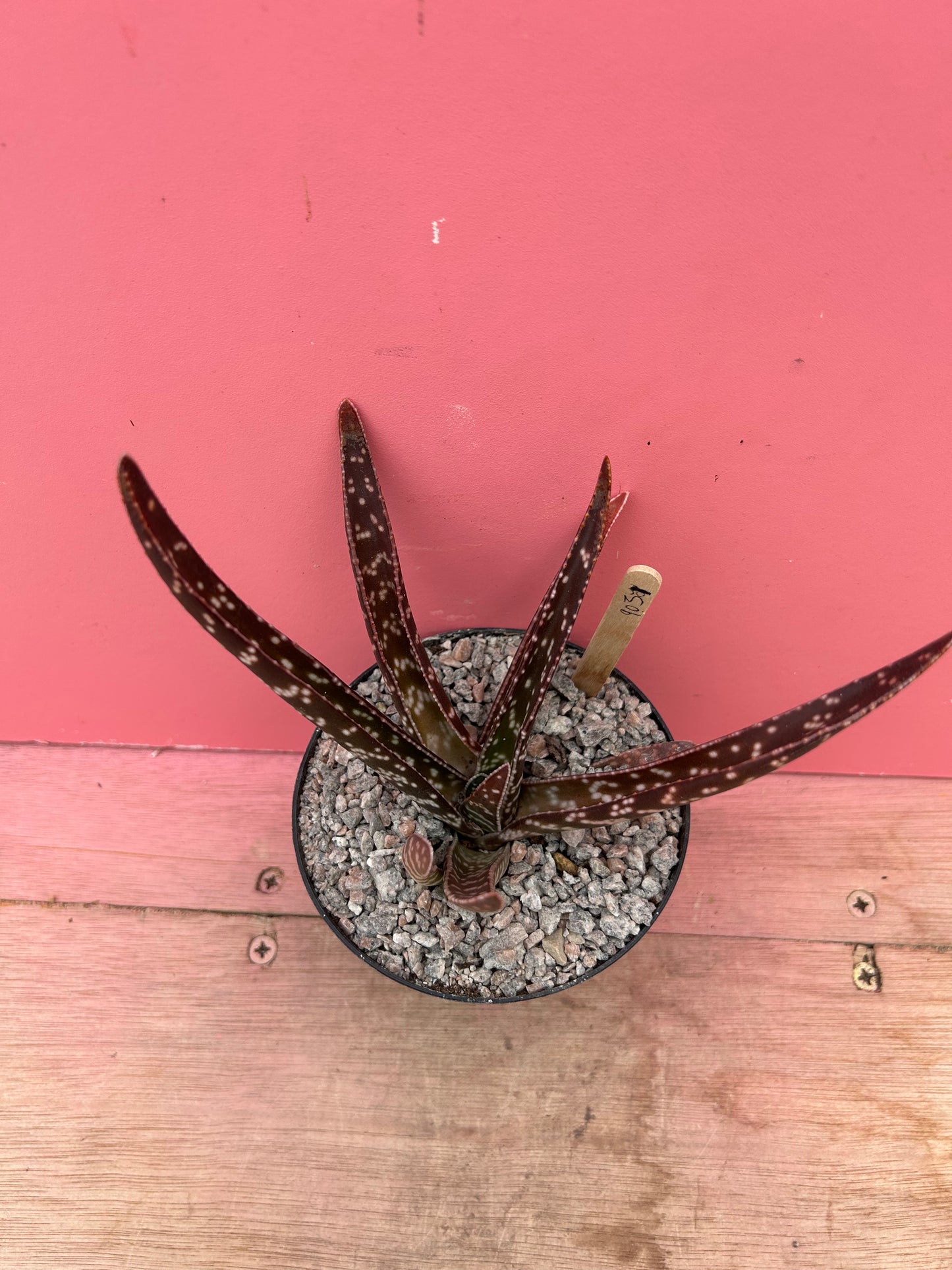 Gasteria brachyphylla (903)
