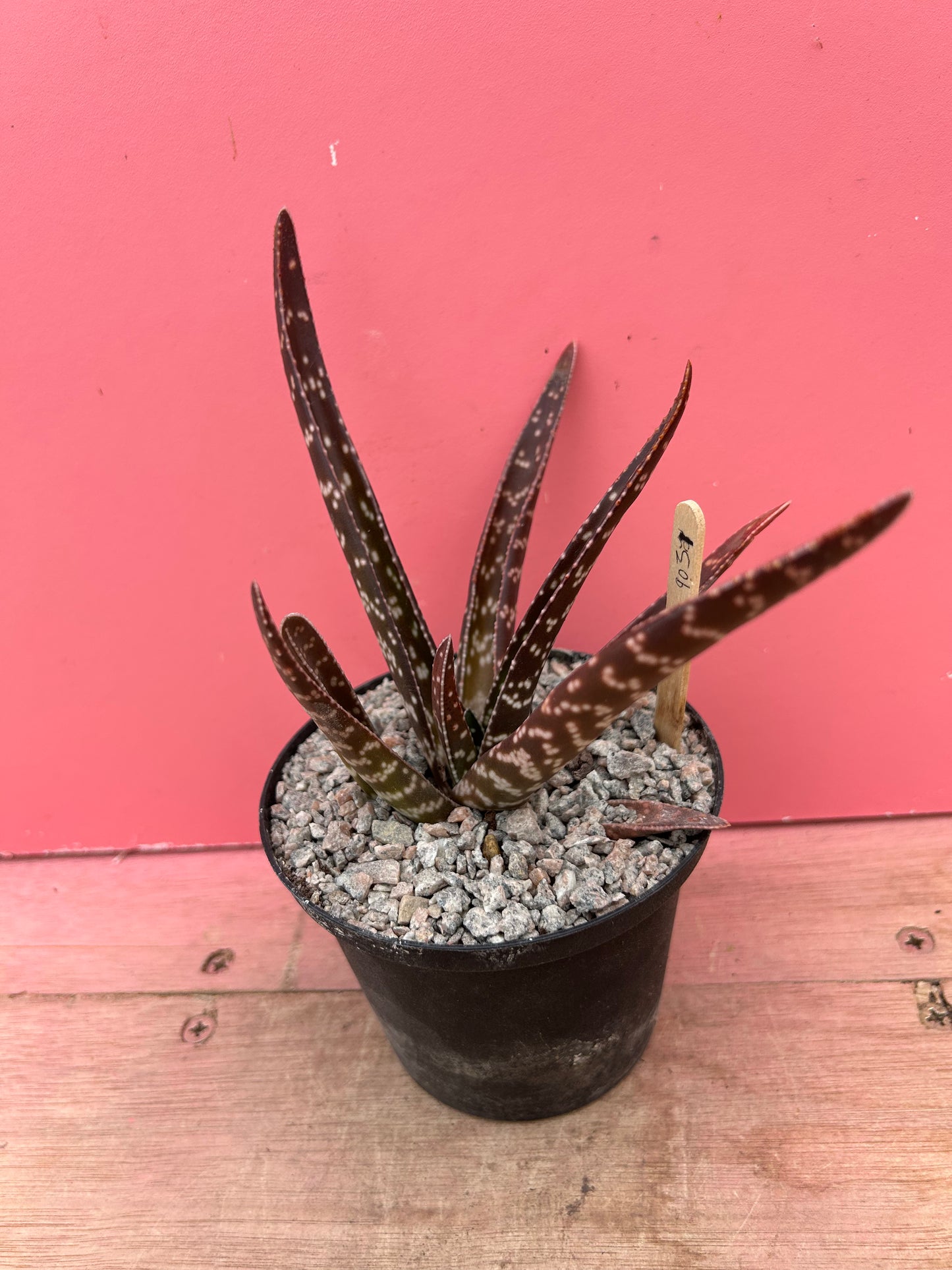 Gasteria brachyphylla (903)