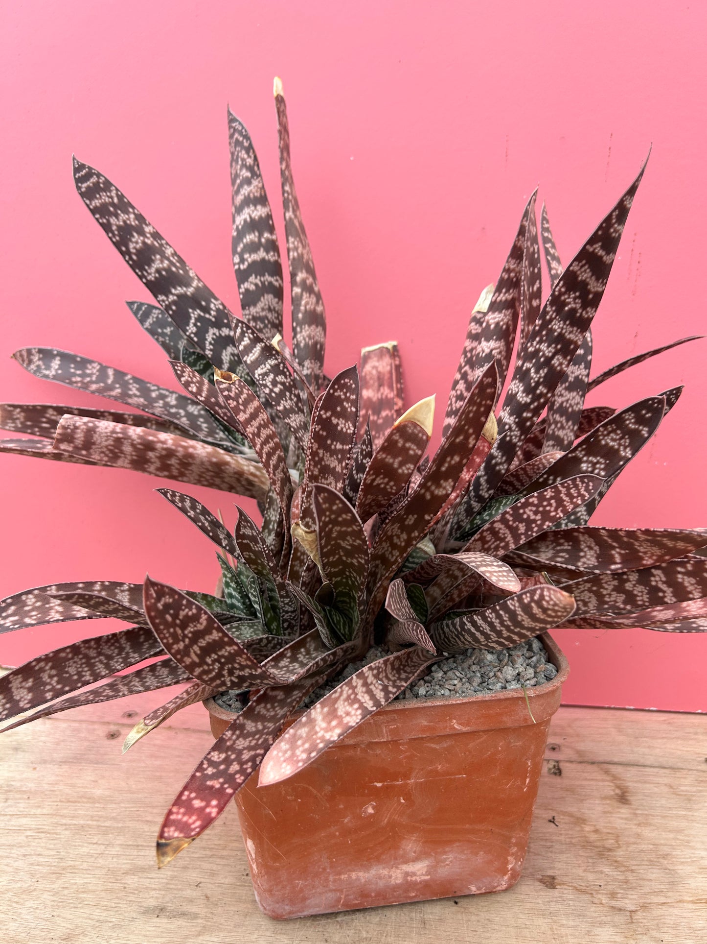 Gasteria brachyphylla (904)
