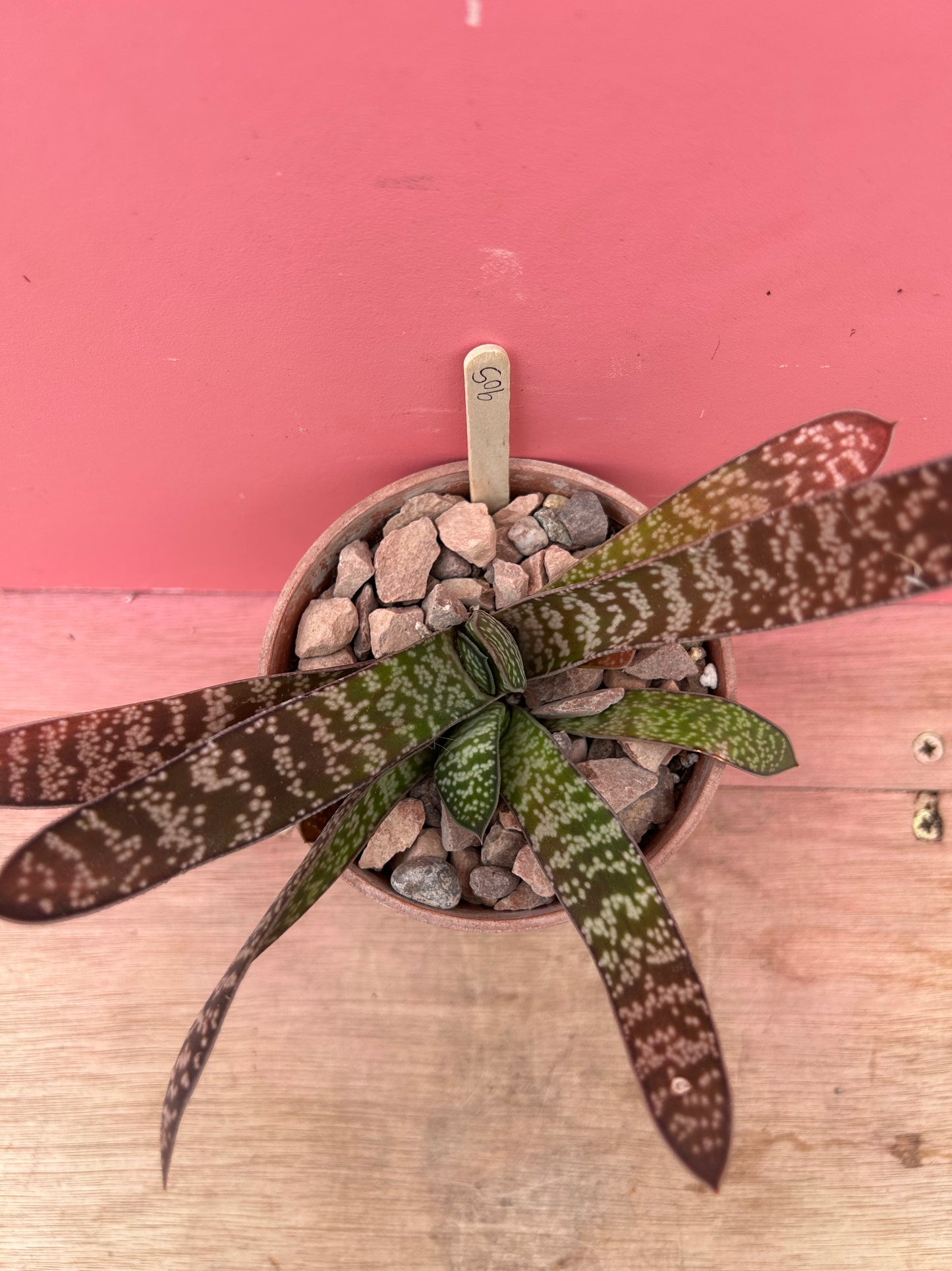 Gasteria brachyphylla (905)