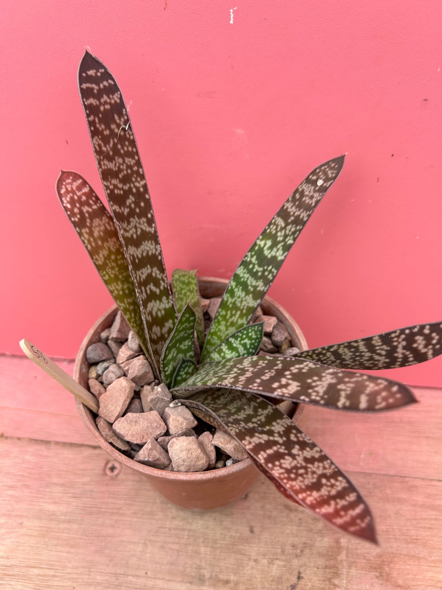 Gasteria brachyphylla (905)