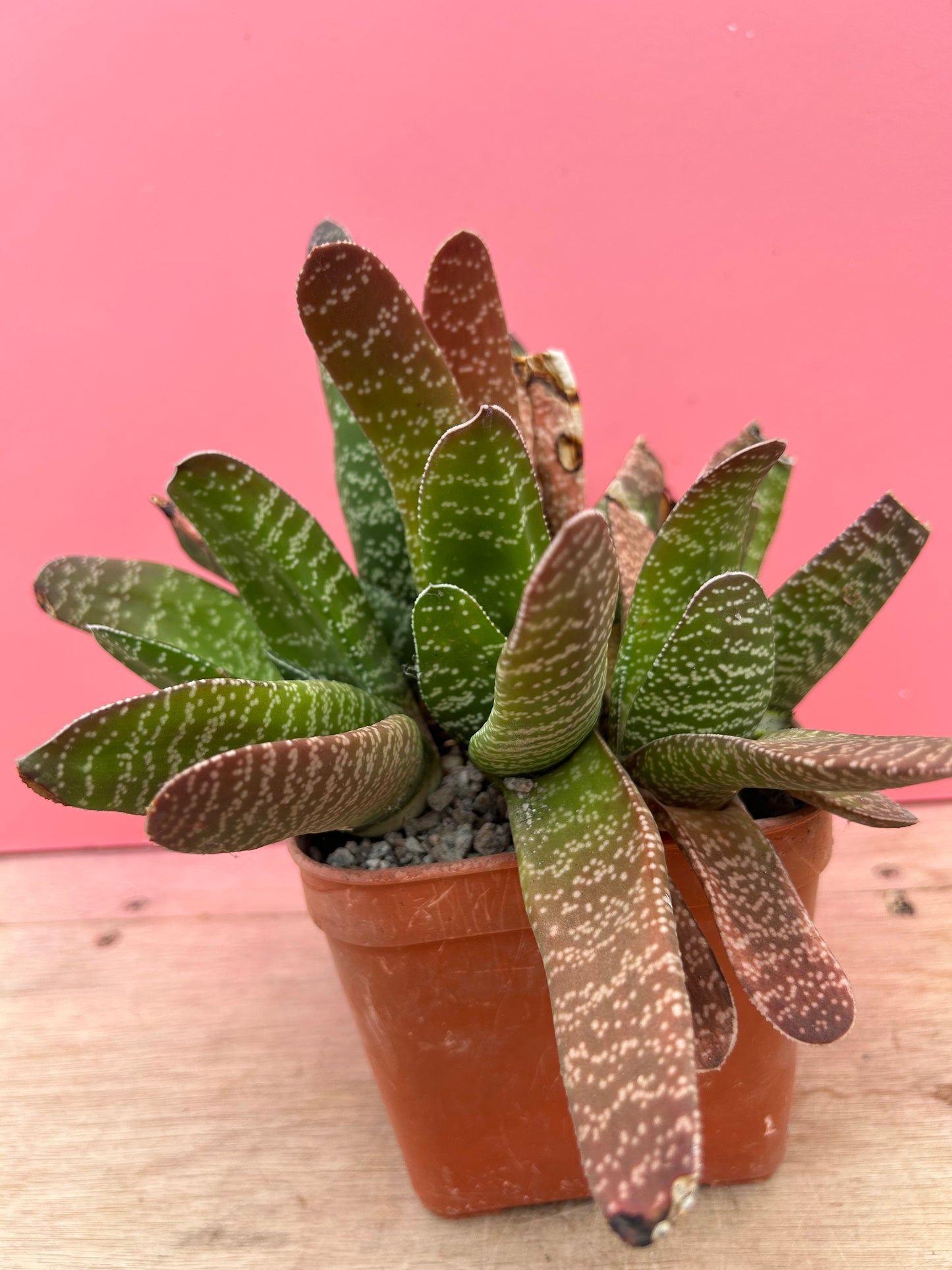 Gasteria brachyphylla bayeru (906)