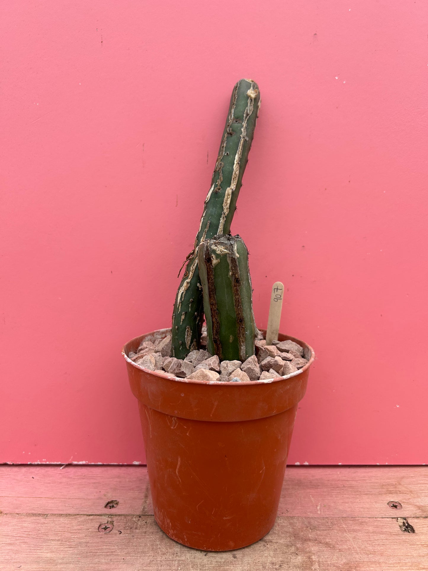 Epiphyllum species (907)