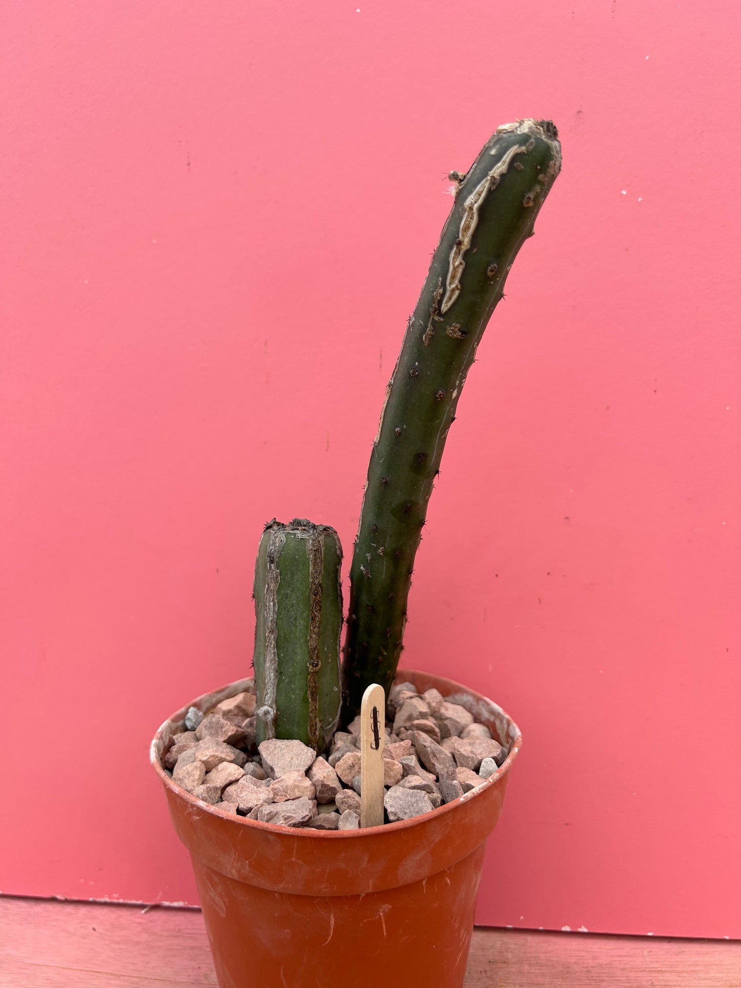 Epiphyllum species (907)