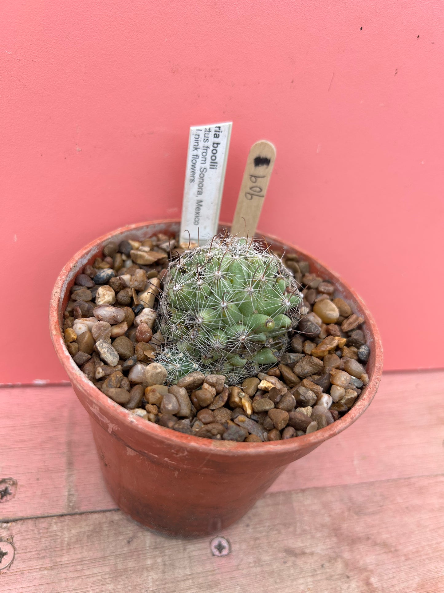 Mammillaria boolii (909)