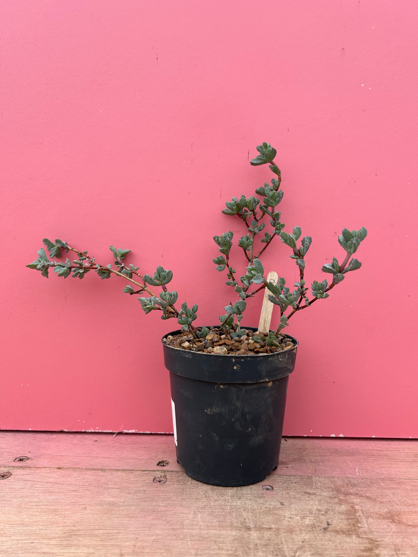 Oscularia deltoides (910)