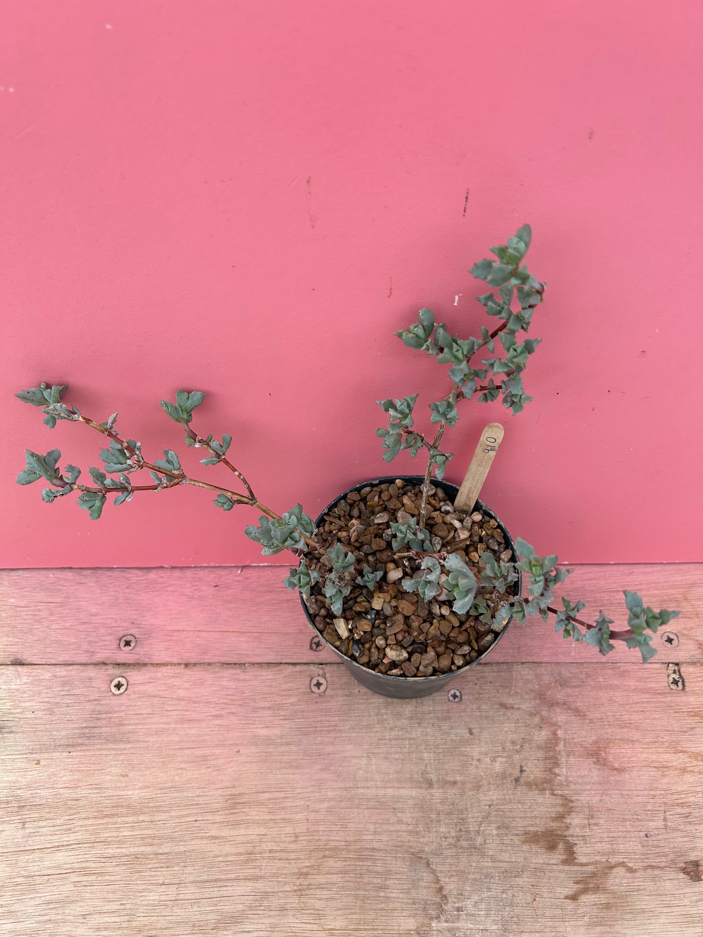Oscularia deltoides (910)