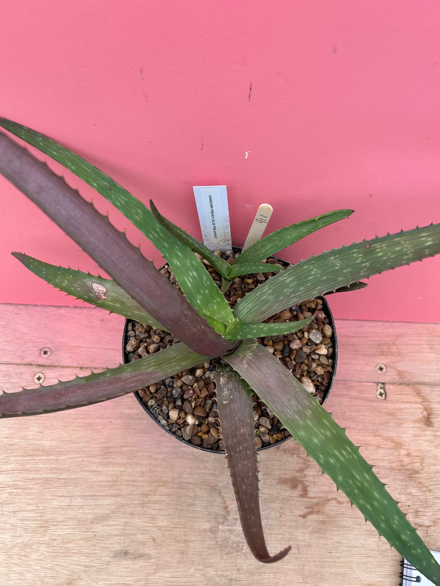 Aloe arborescens (911)