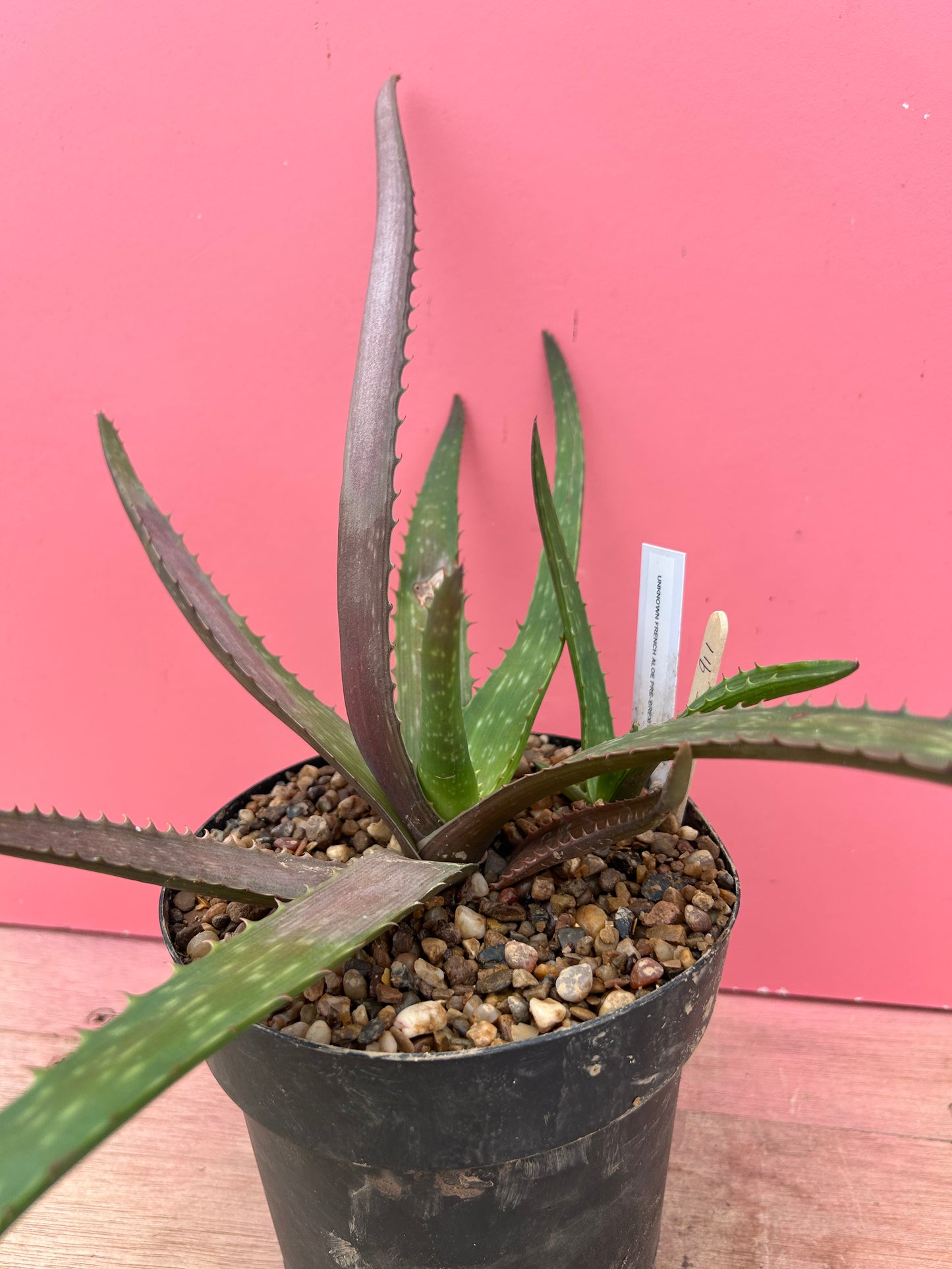 Aloe arborescens (911)