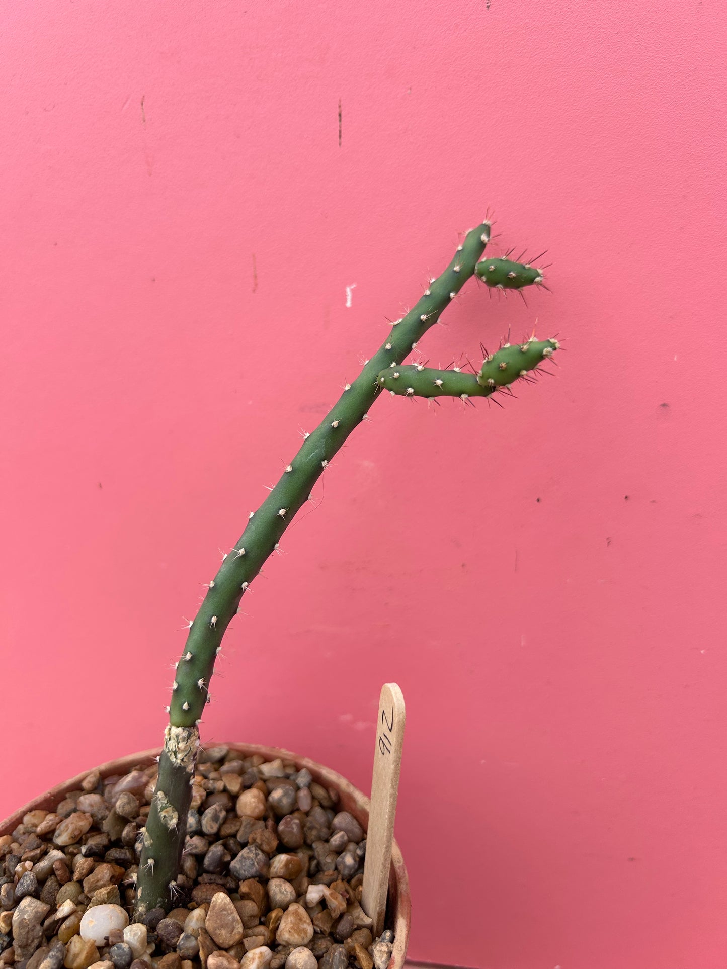 Opuntia quimilo (912)