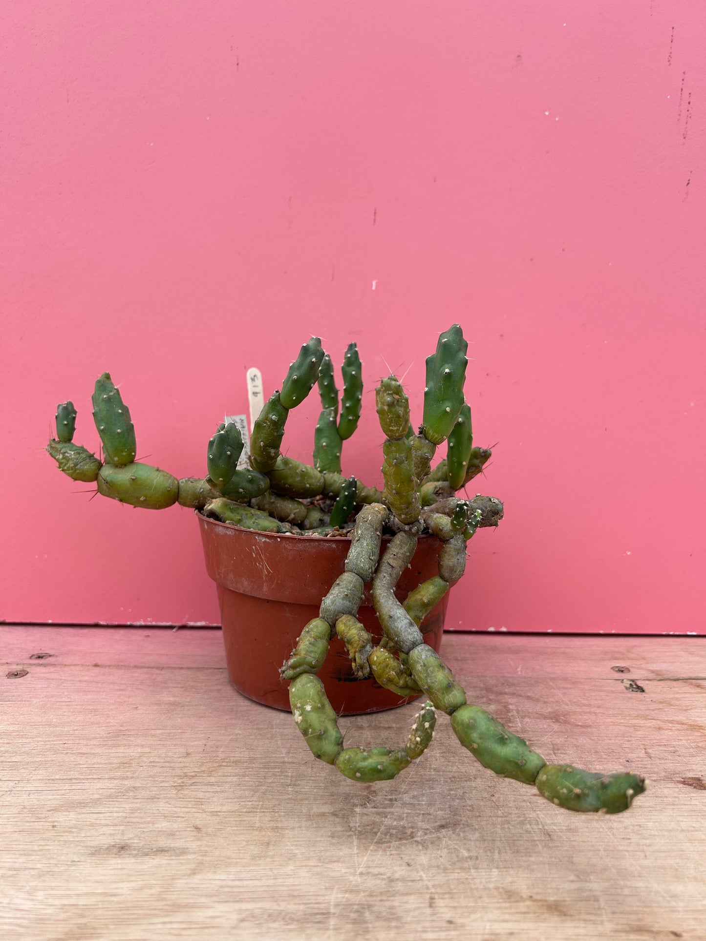 Maihueniopsis chickensis (913)