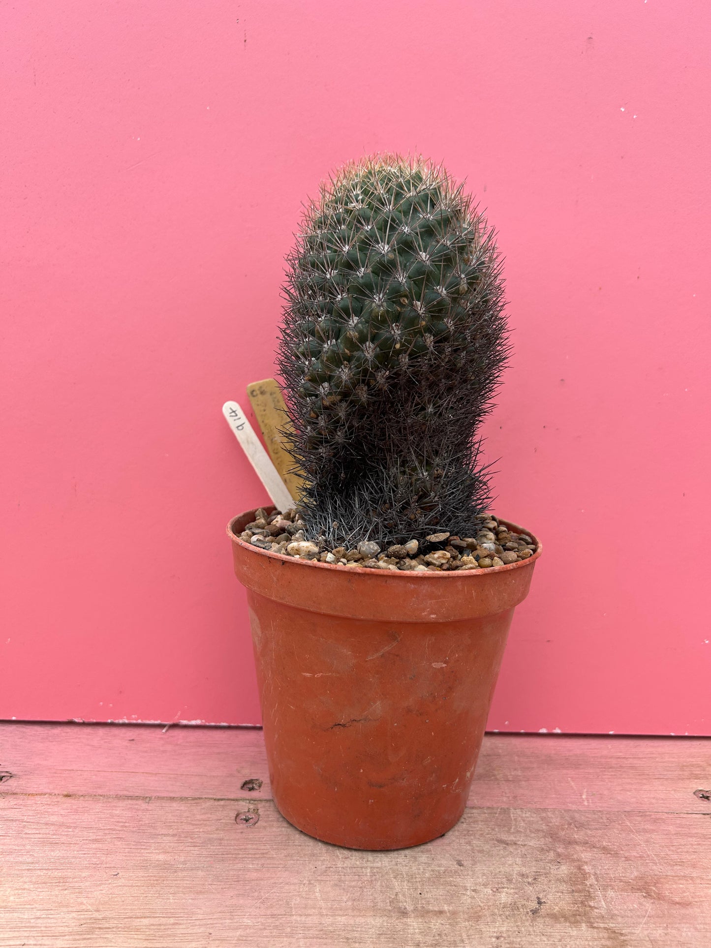 Coryphantha species (914)