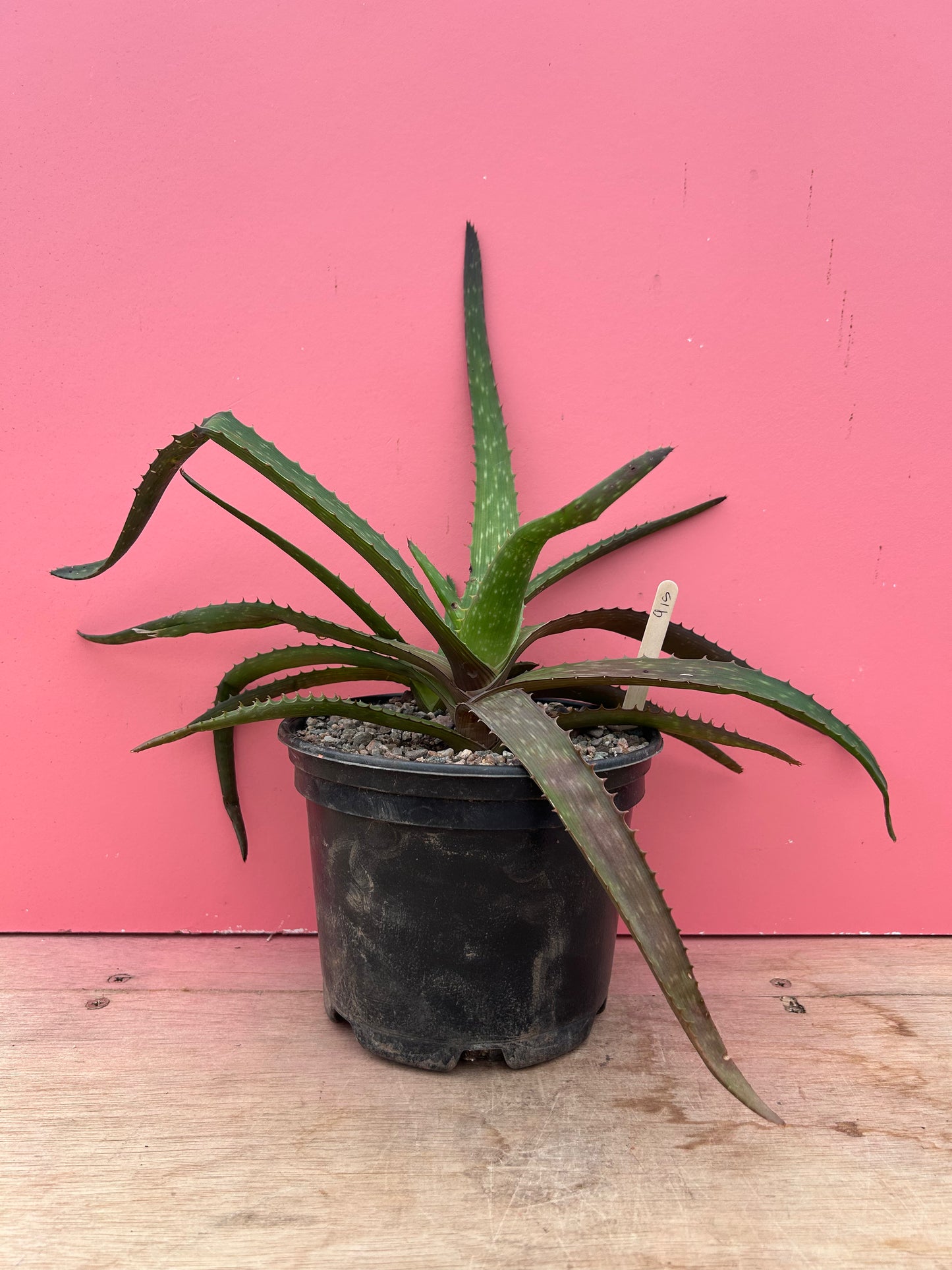 Aloe arborescens (915)