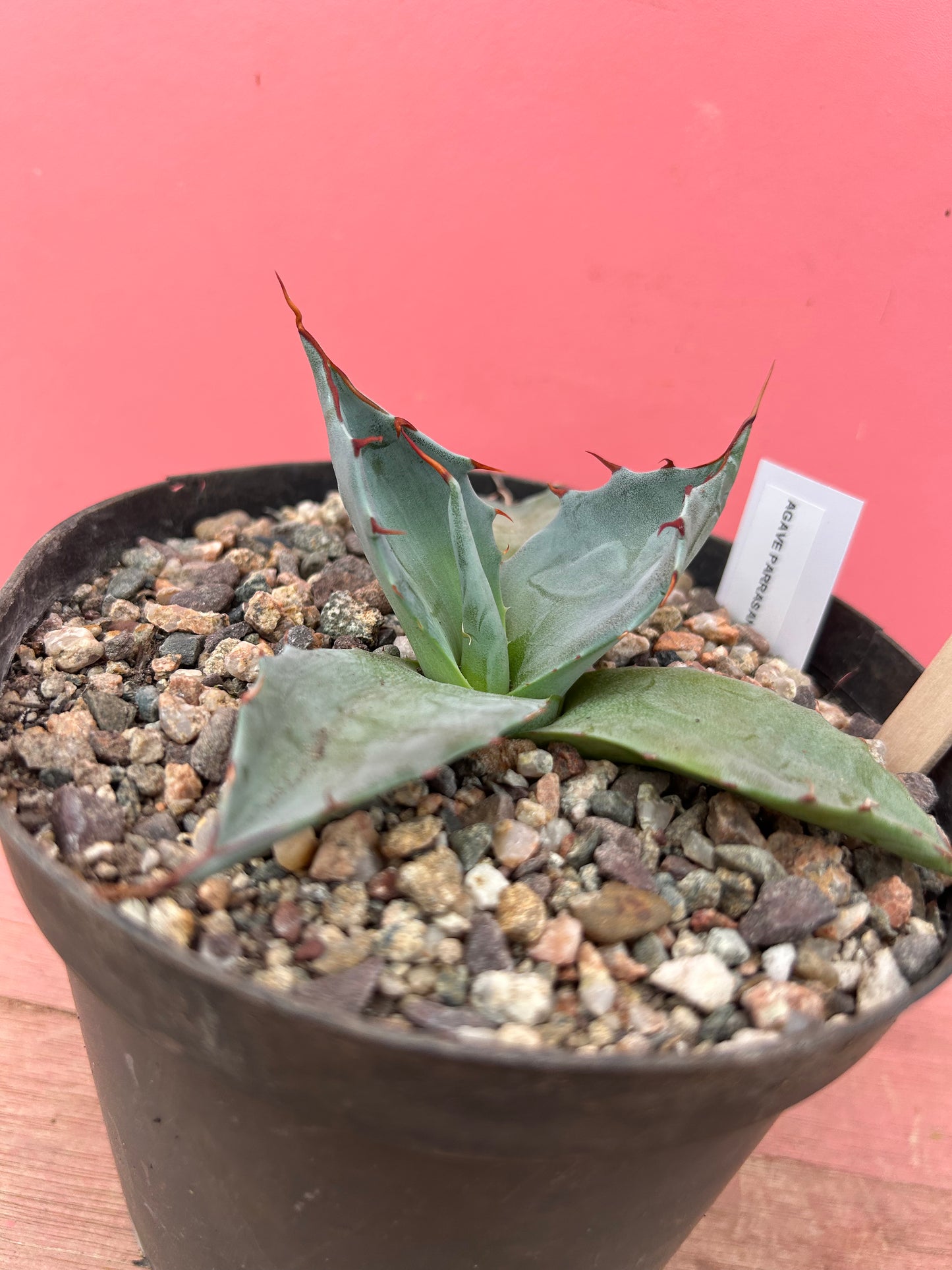 Agave parrasana (917)