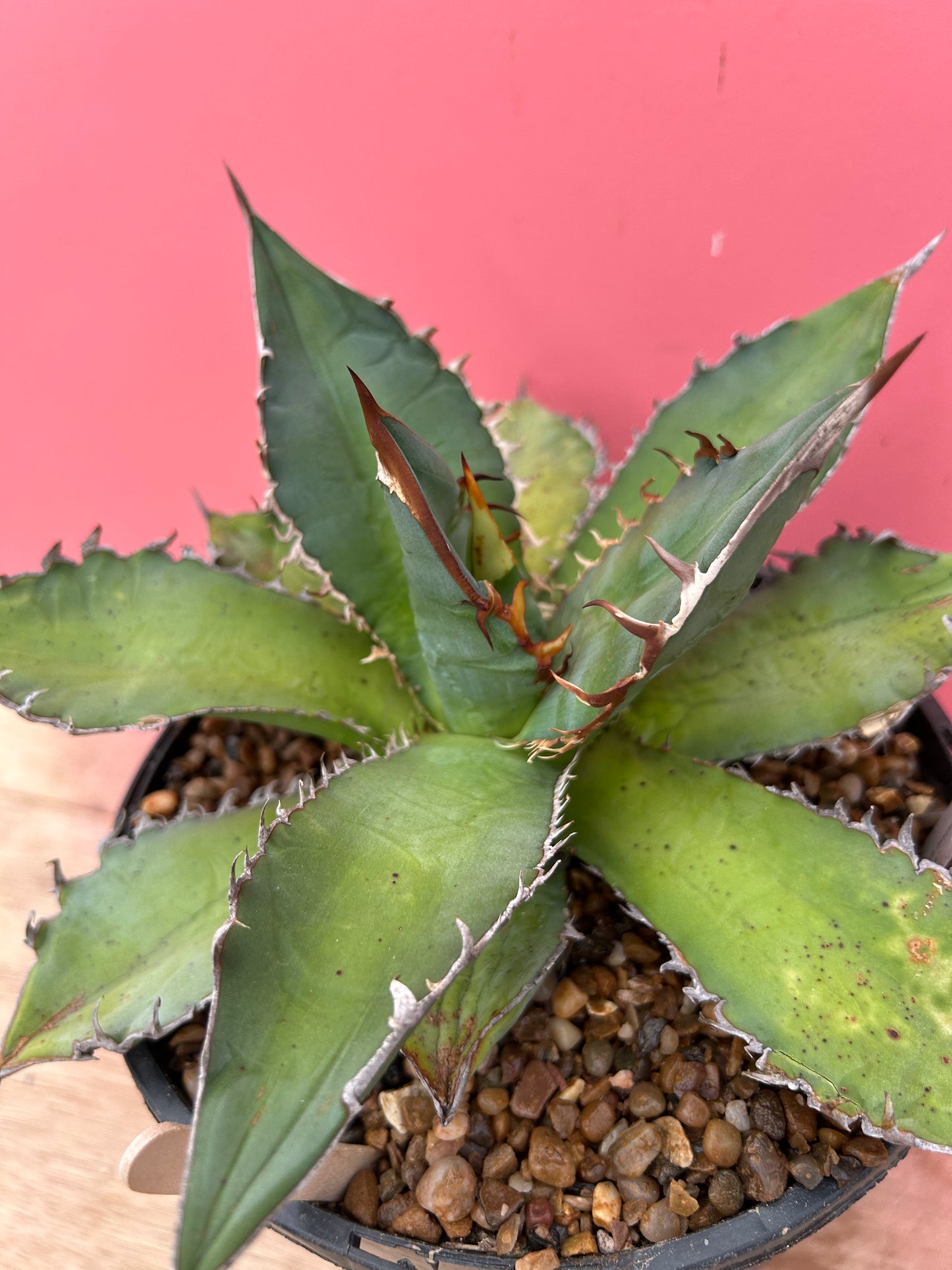 Agave titanota (918)