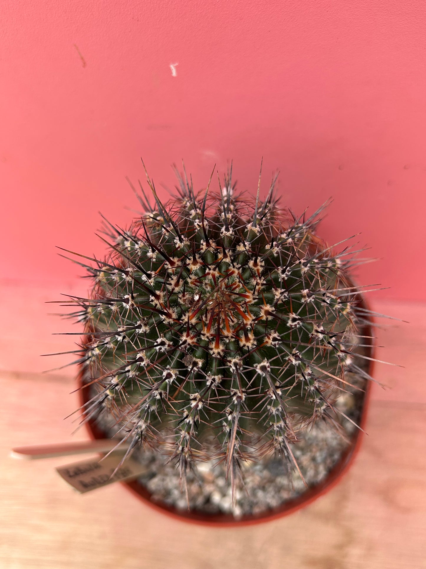 Lobivia aurea (919)
