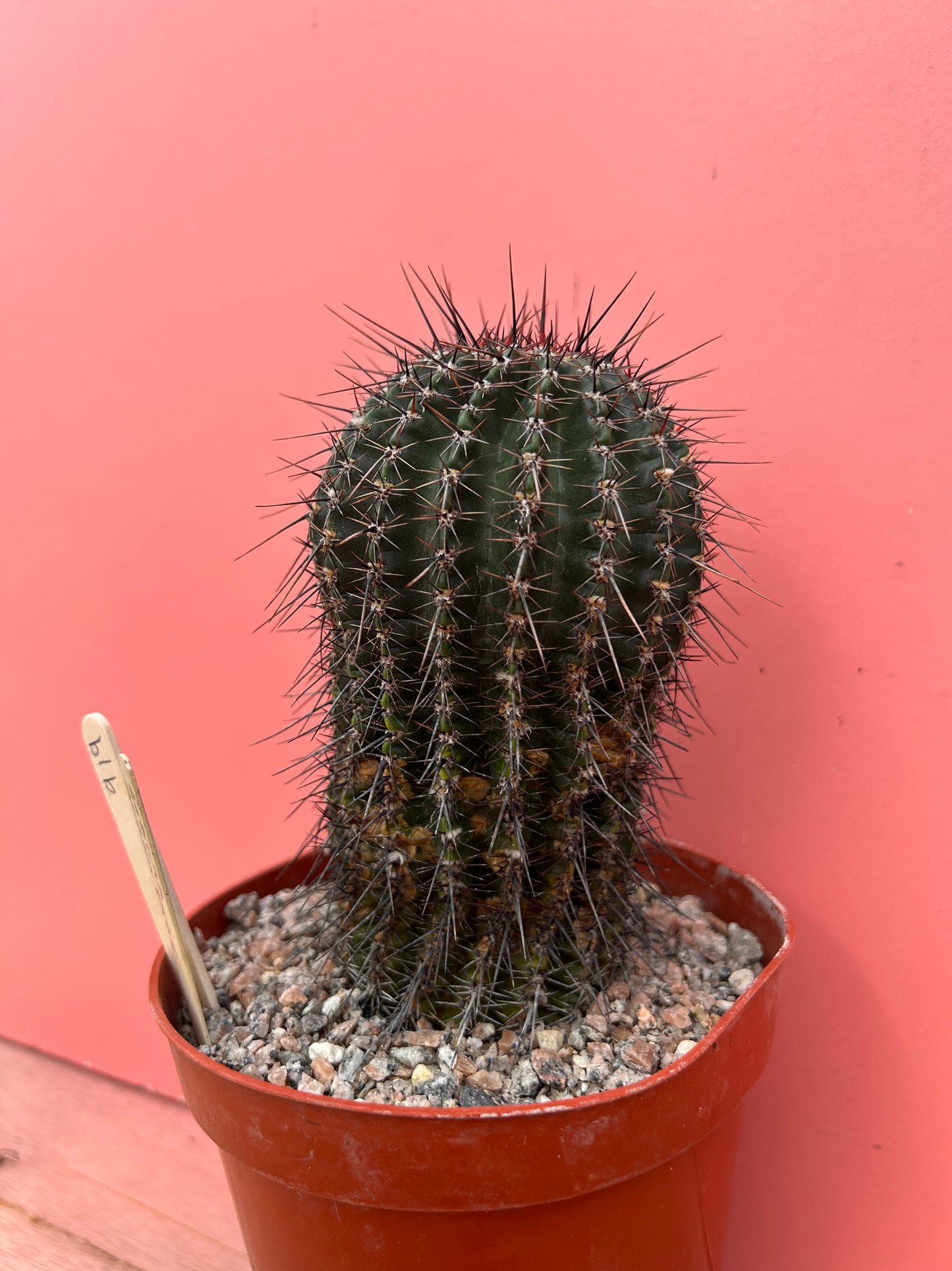 Lobivia aurea (919)