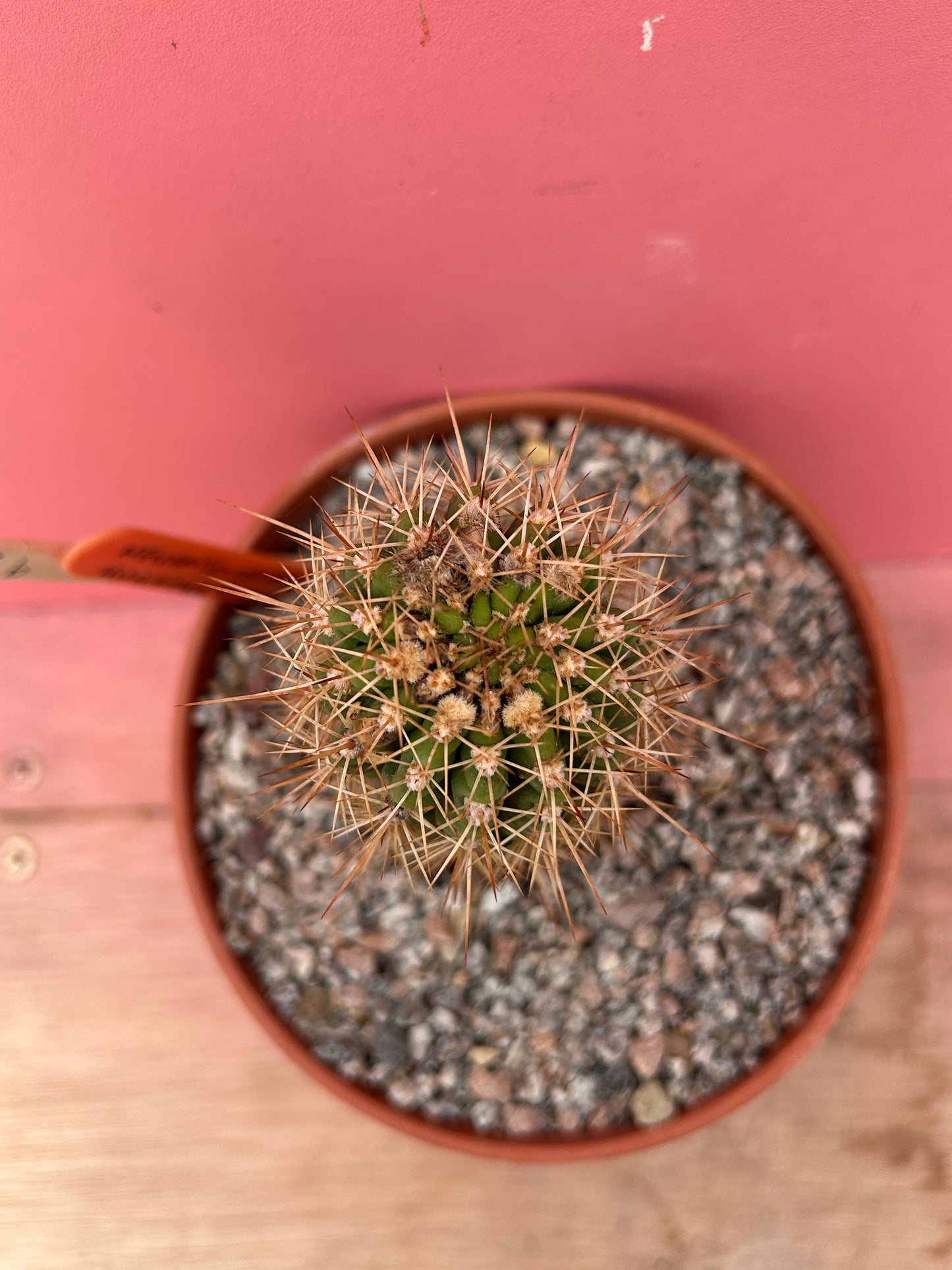 Helianthocereus huascha rubriflora (920)