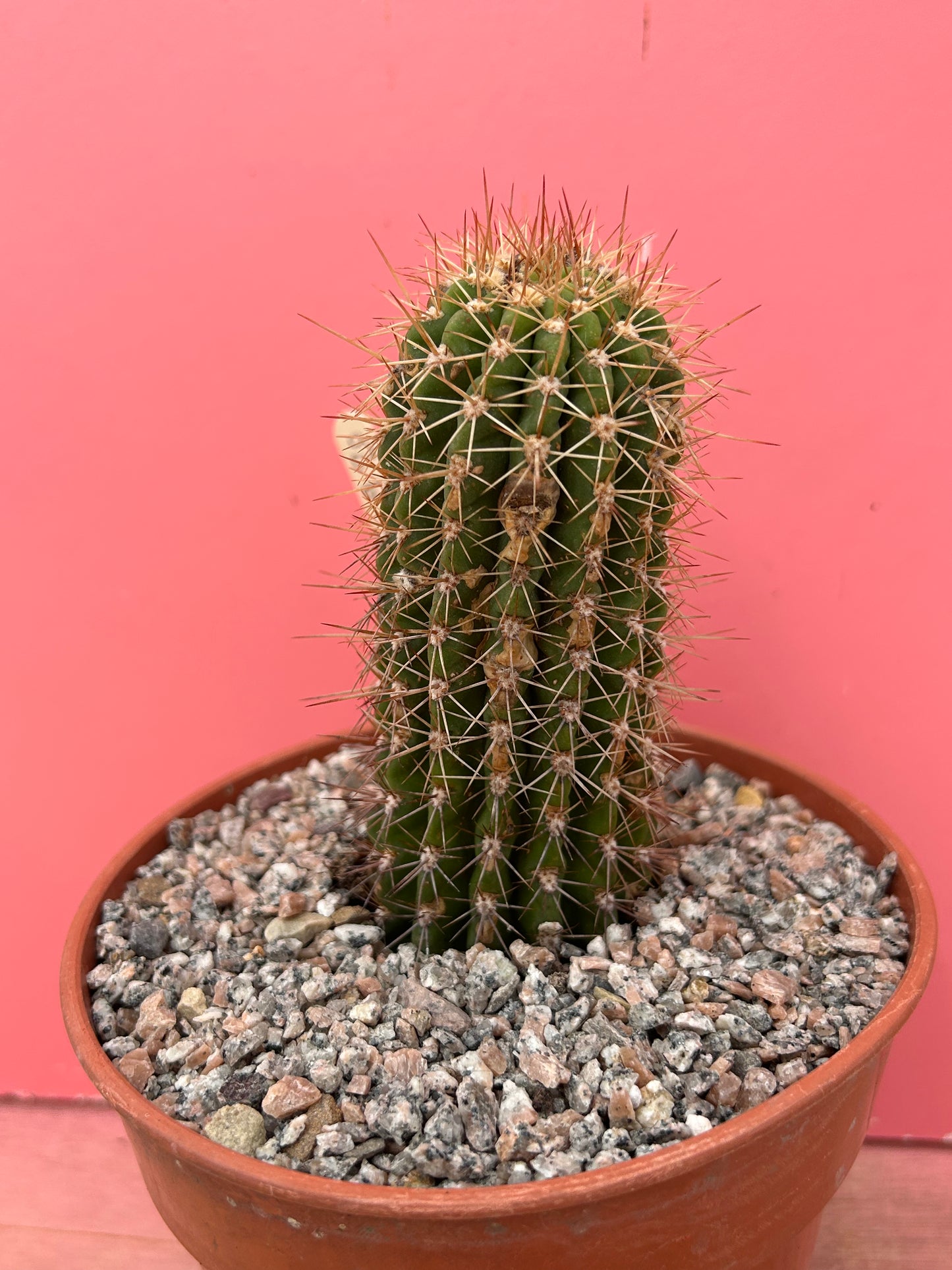 Helianthocereus huascha rubriflora (920)