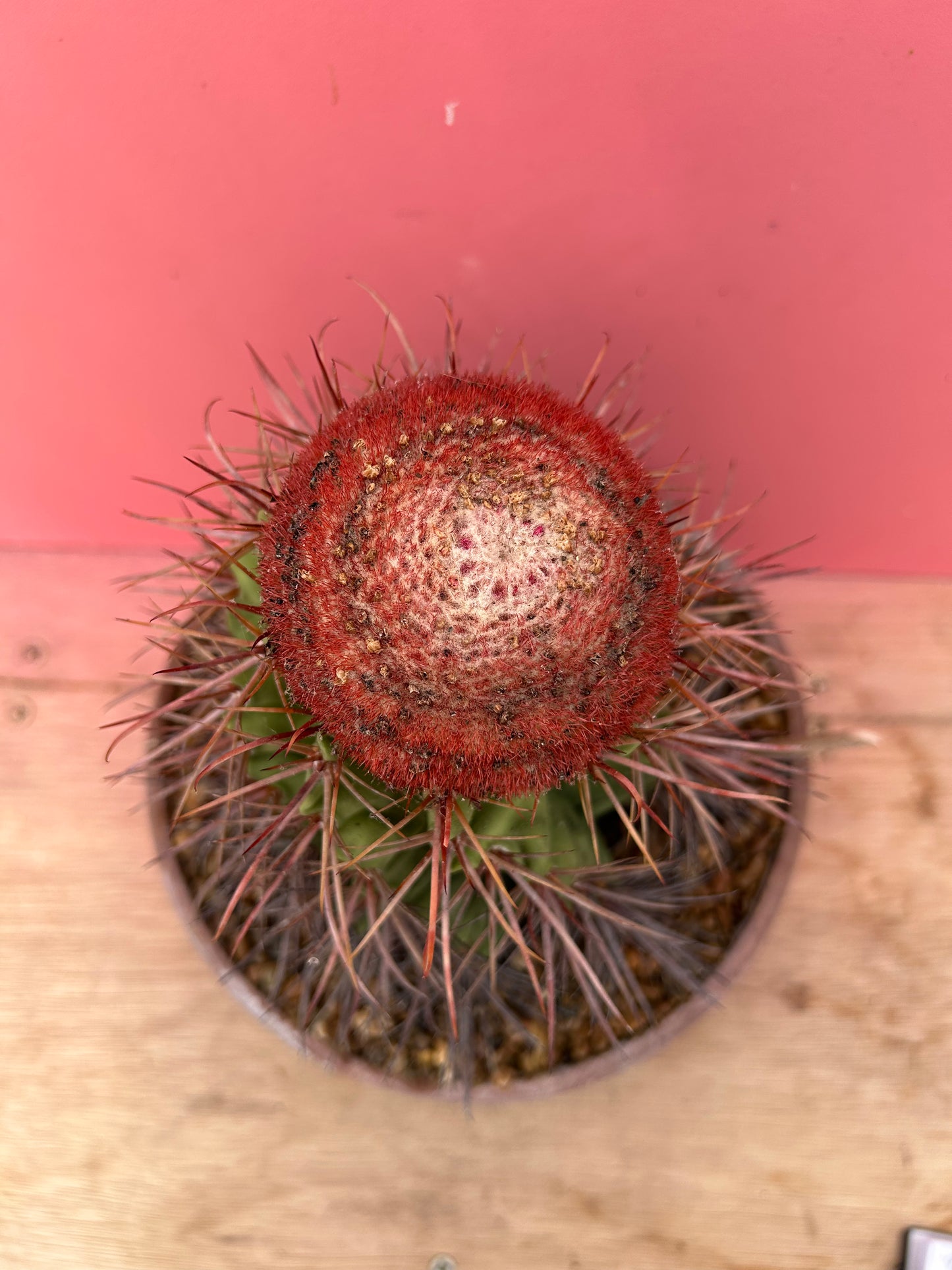 Melocactus matanzanus 'Turks Cap Cactus' (921)