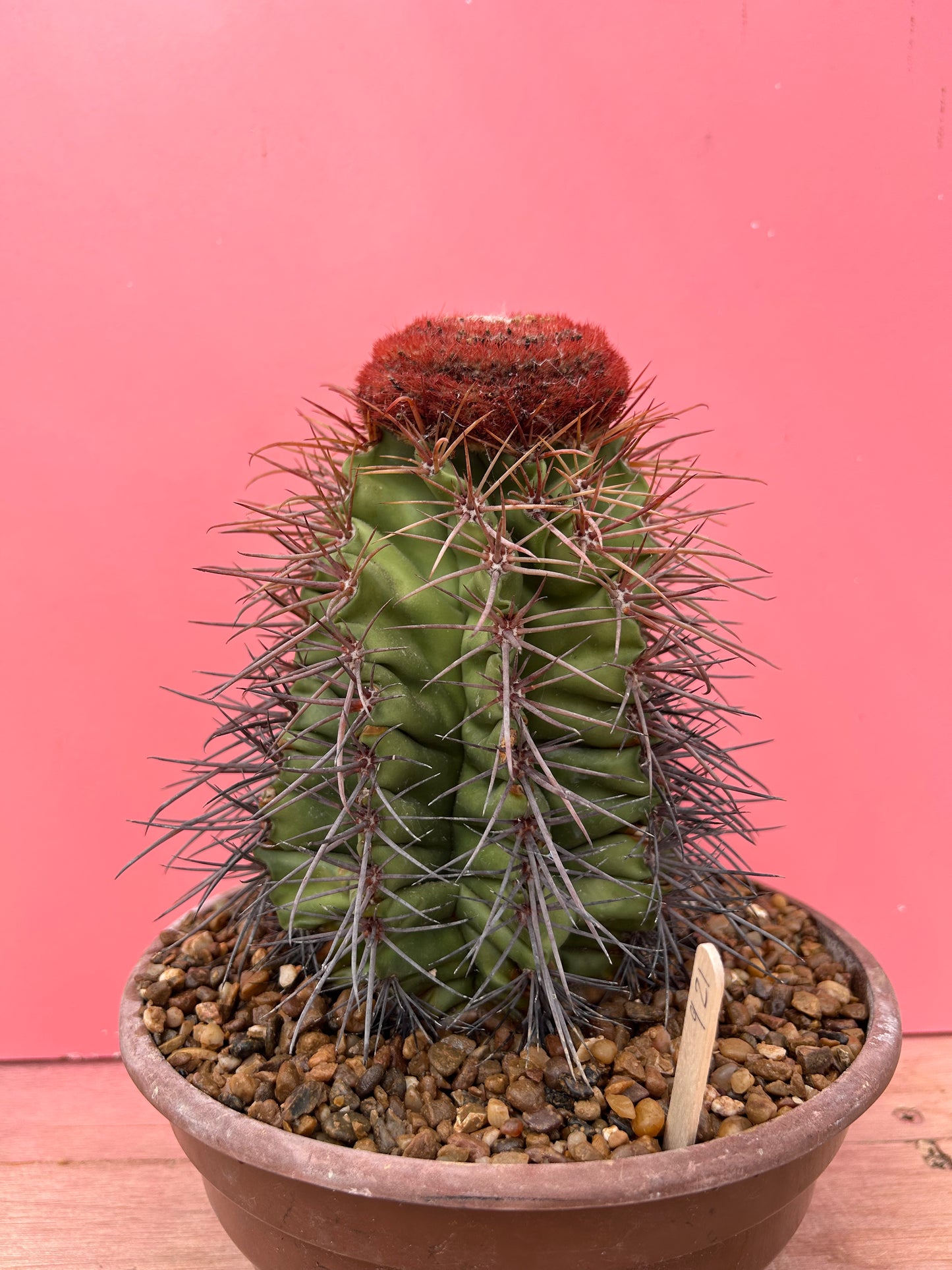 Melocactus matanzanus 'Turks Cap Cactus' (921)