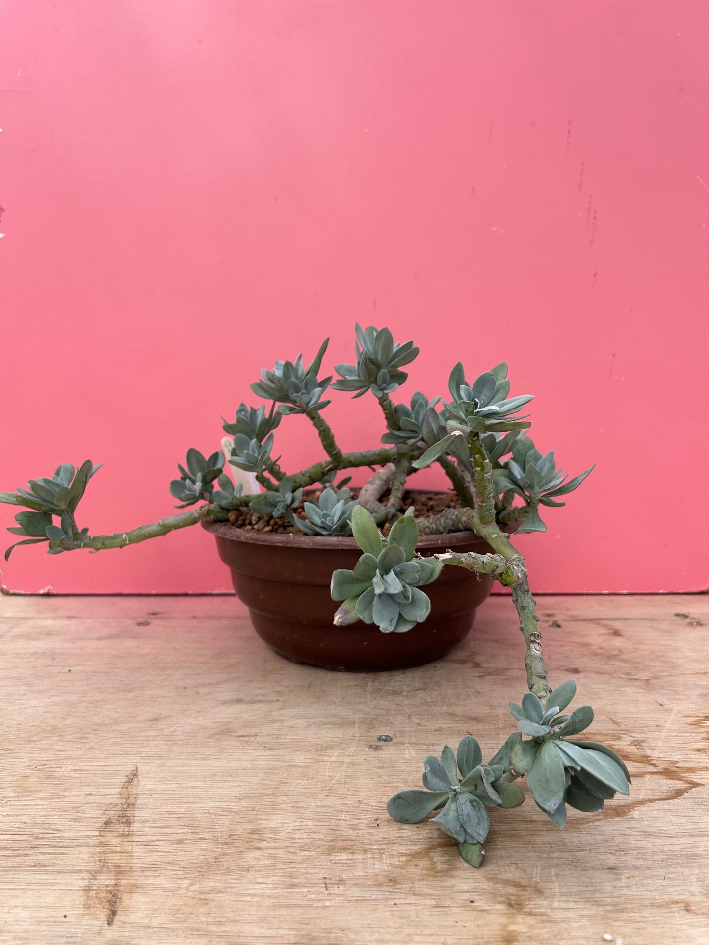 Senecio cephalophorus (922)