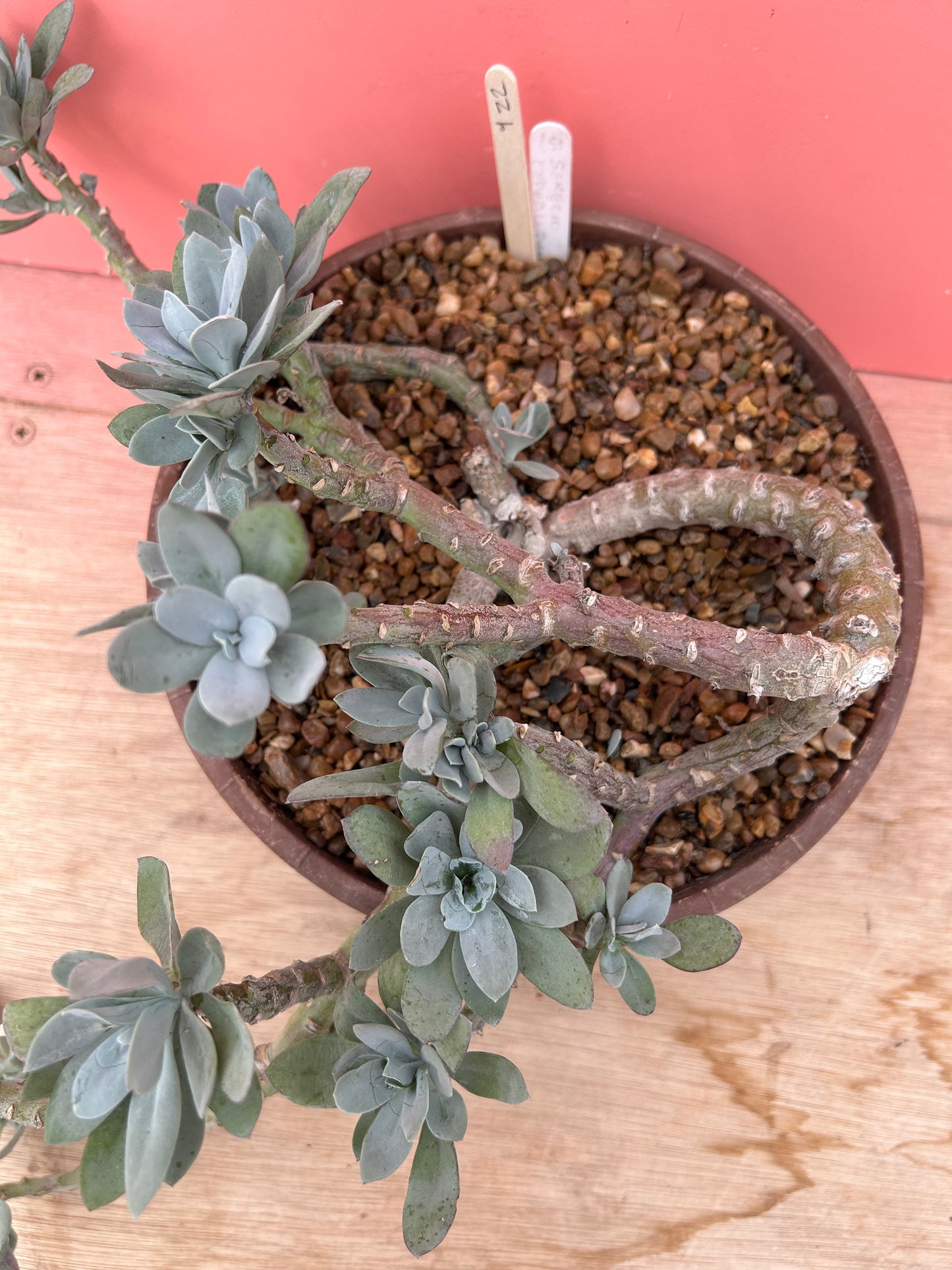 Senecio cephalophorus (922)