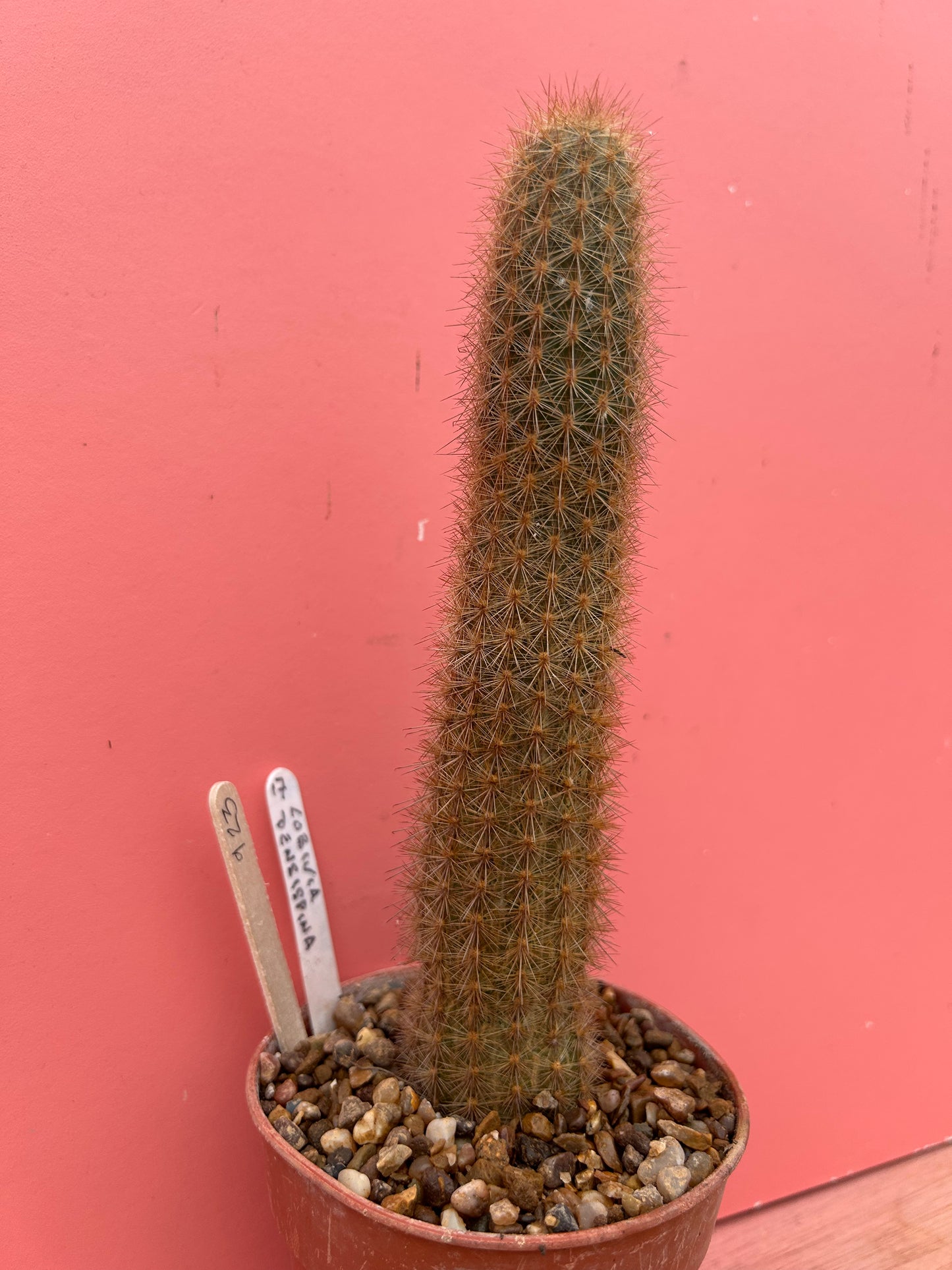 Lobivia densispina (923)