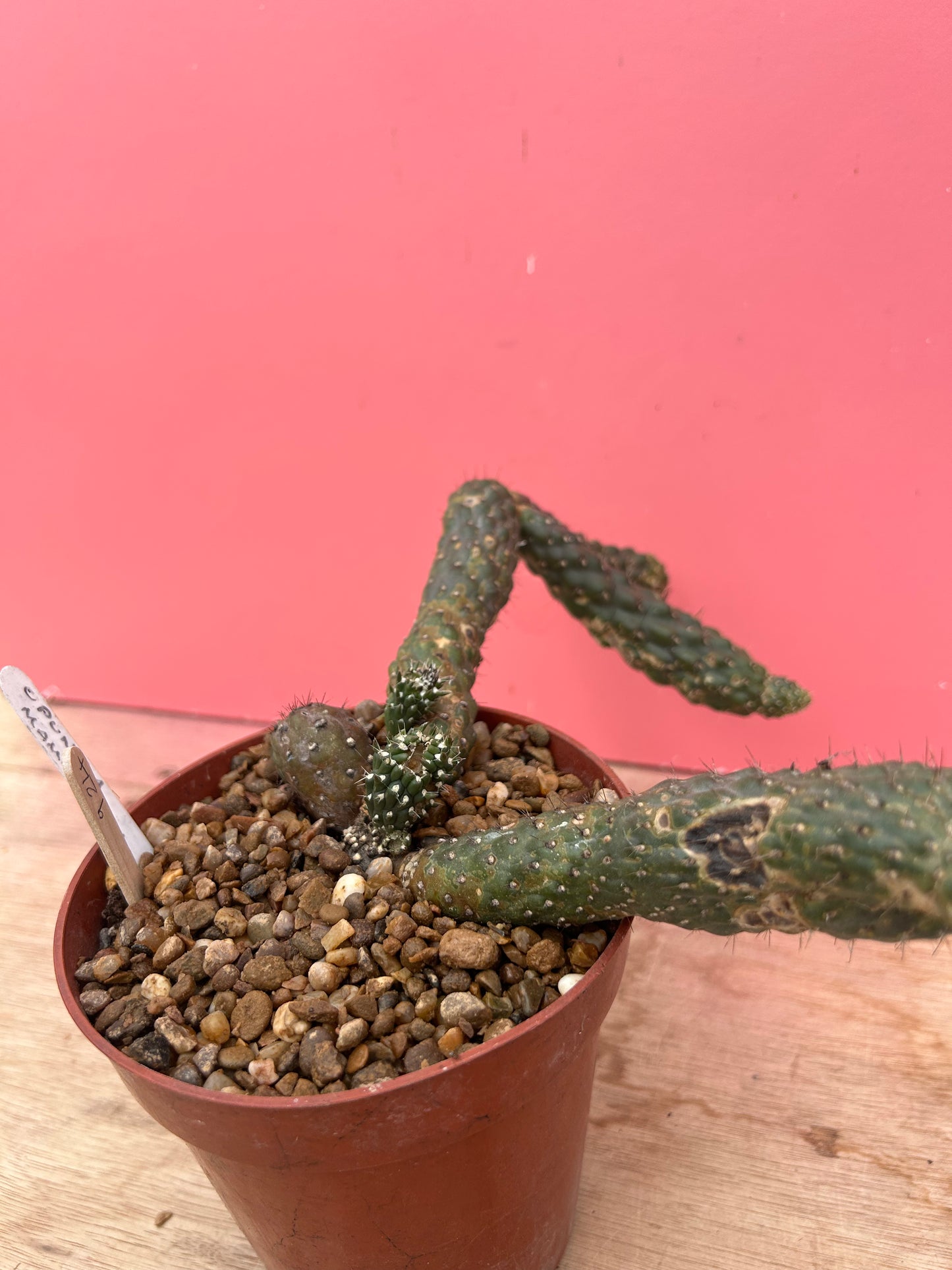 Opuntia fulgida in need of a chop! (924)