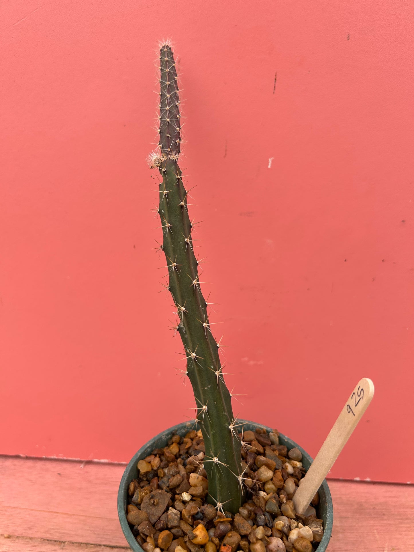 Selenicereus grandiflorus (925)