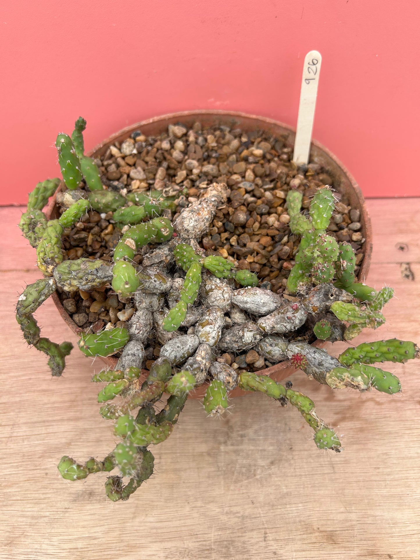 Maihueniopsis species (926)