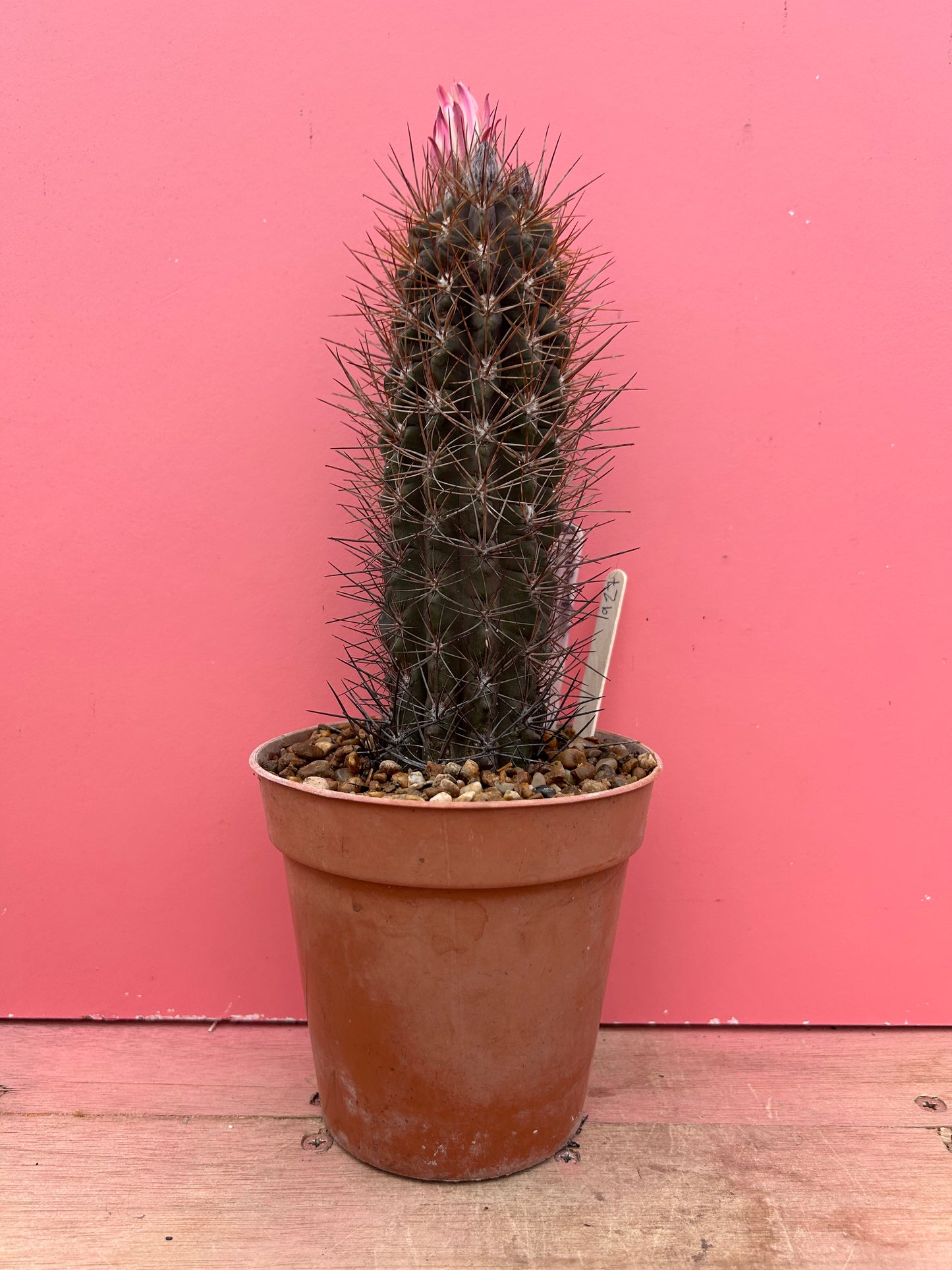 Neoporteria dimorpha (927)