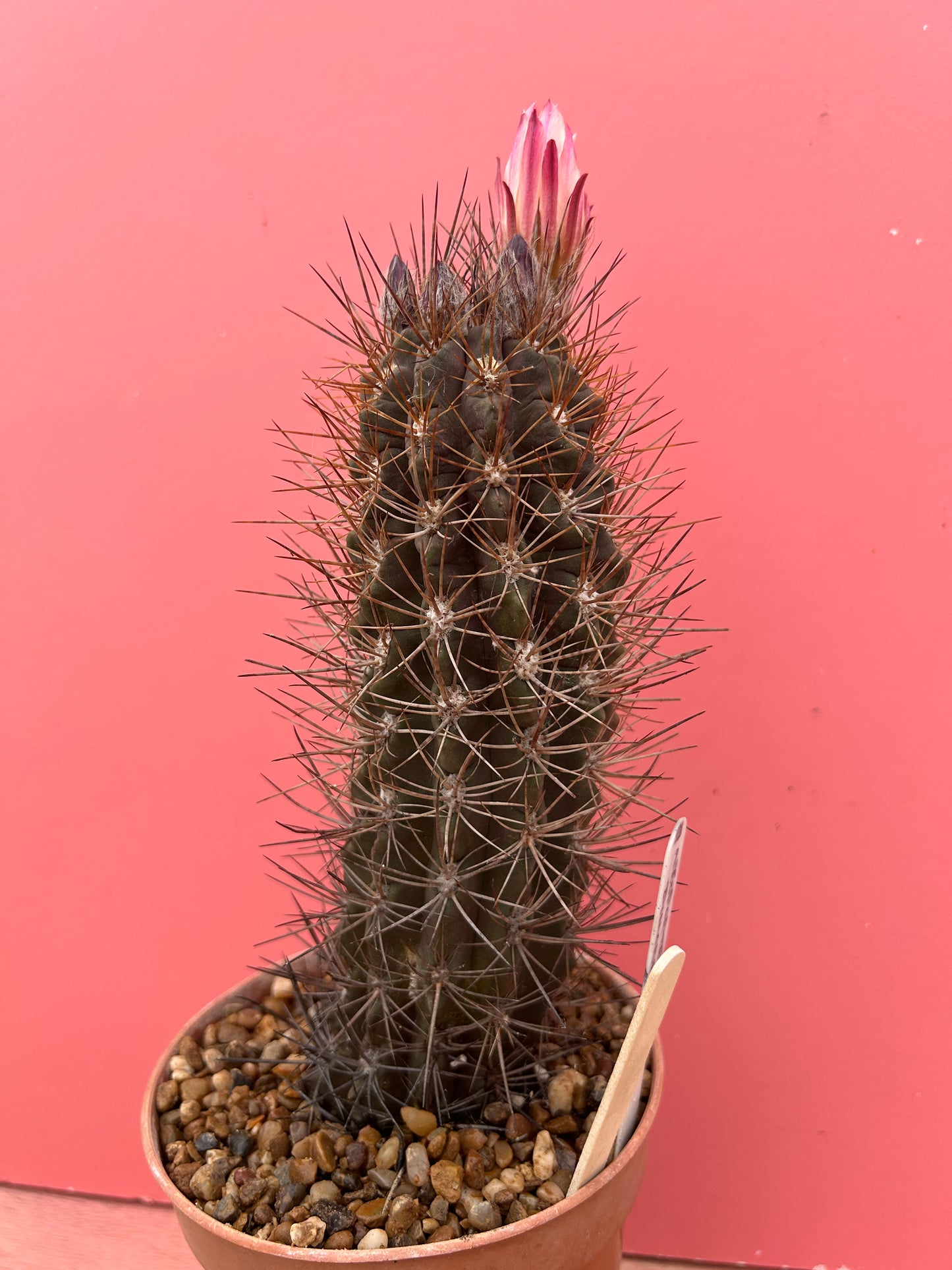 Neoporteria dimorpha (927)