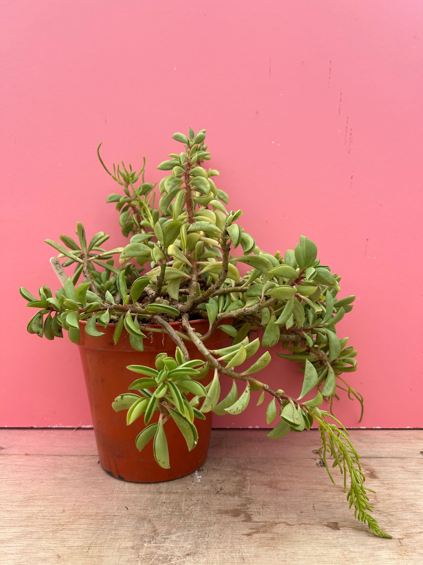 Peperomia asperula (928)