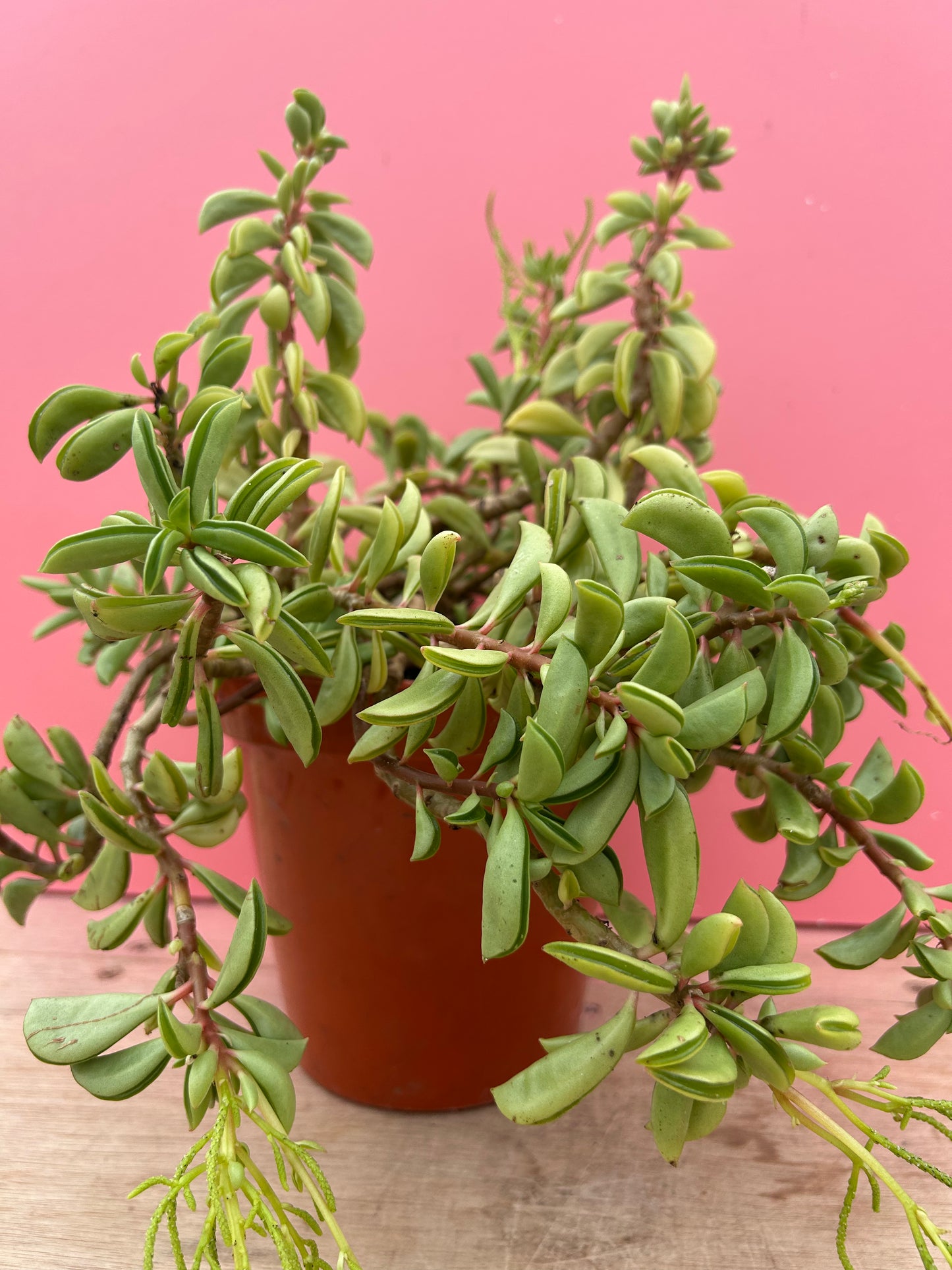 Peperomia asperula (928)