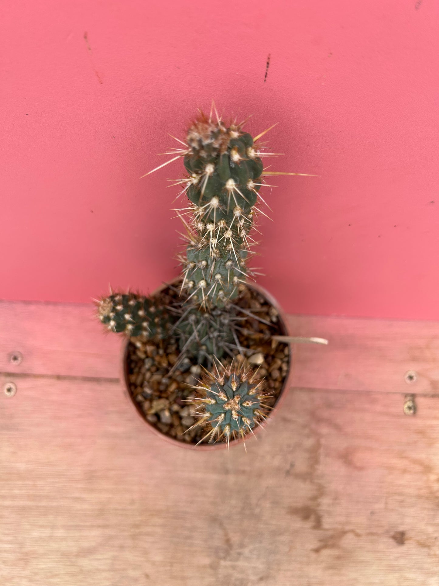 Opuntia species (929)