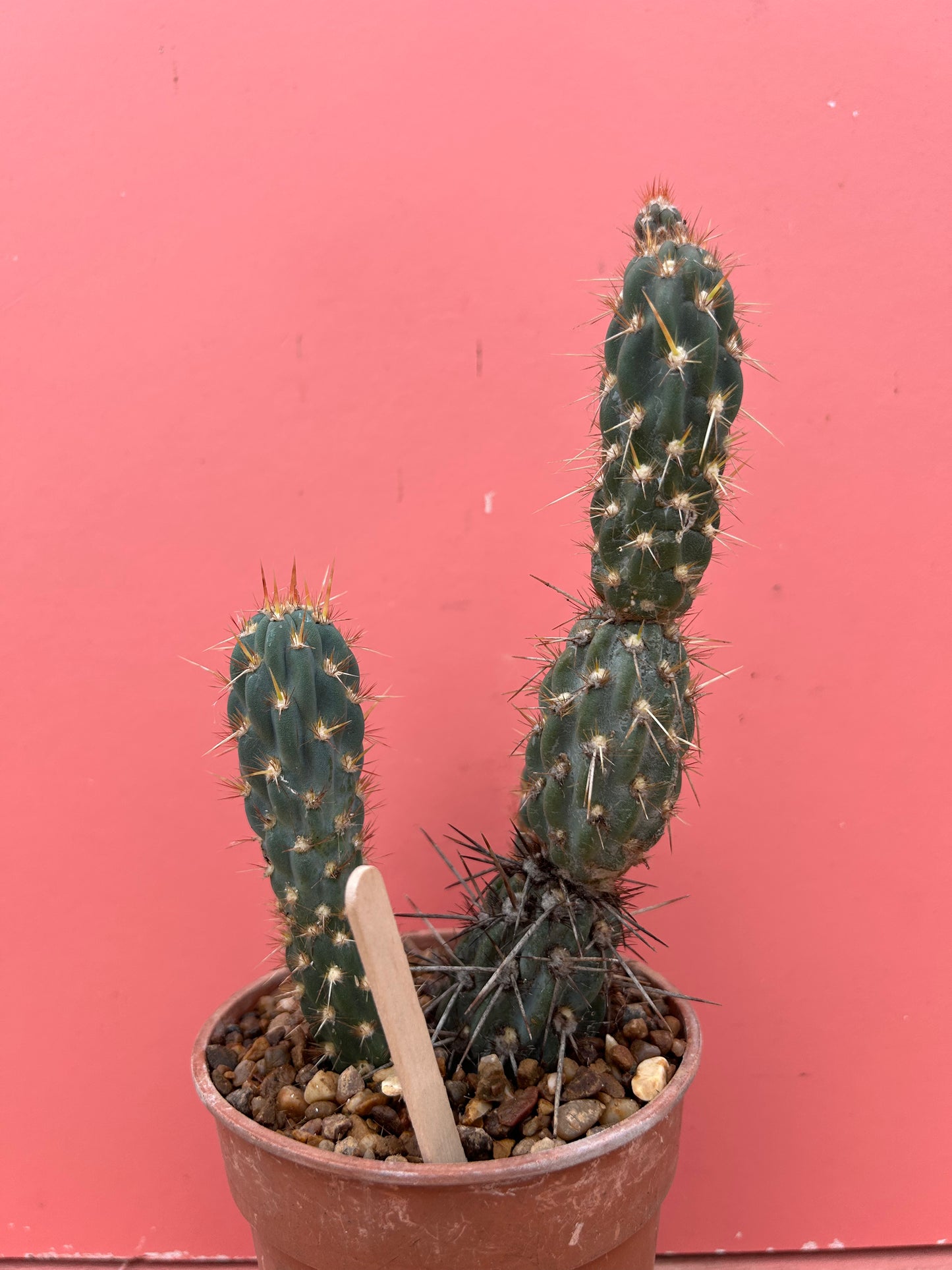 Opuntia species (929)