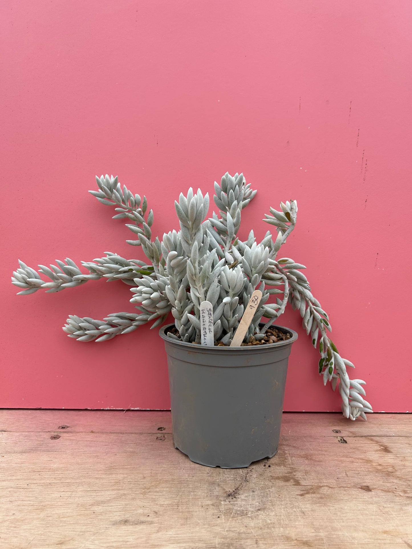 Senecio haworthii (930)