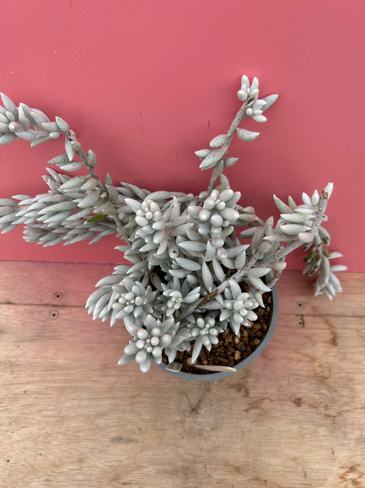 Senecio haworthii (930)