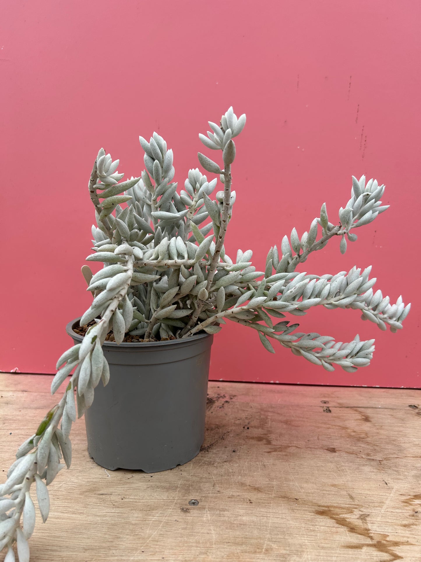 Senecio haworthii (930)